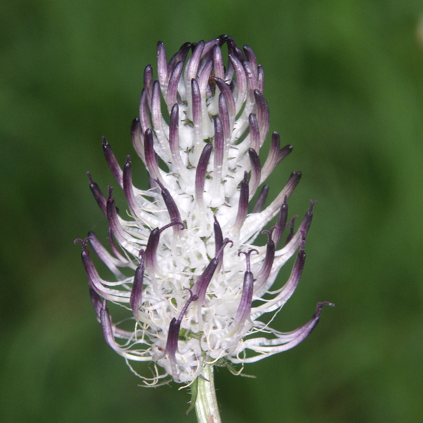 Phyteuma Nigrum