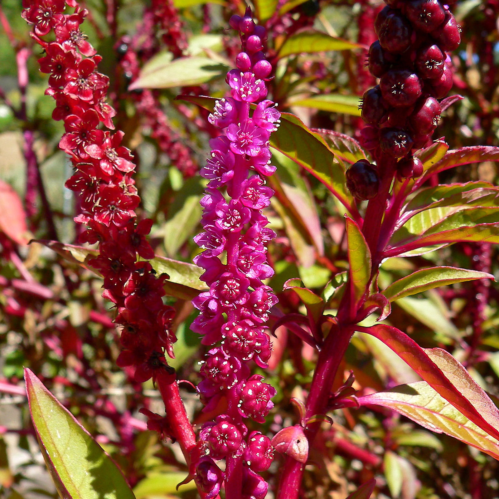 Phytolacca Icosandra