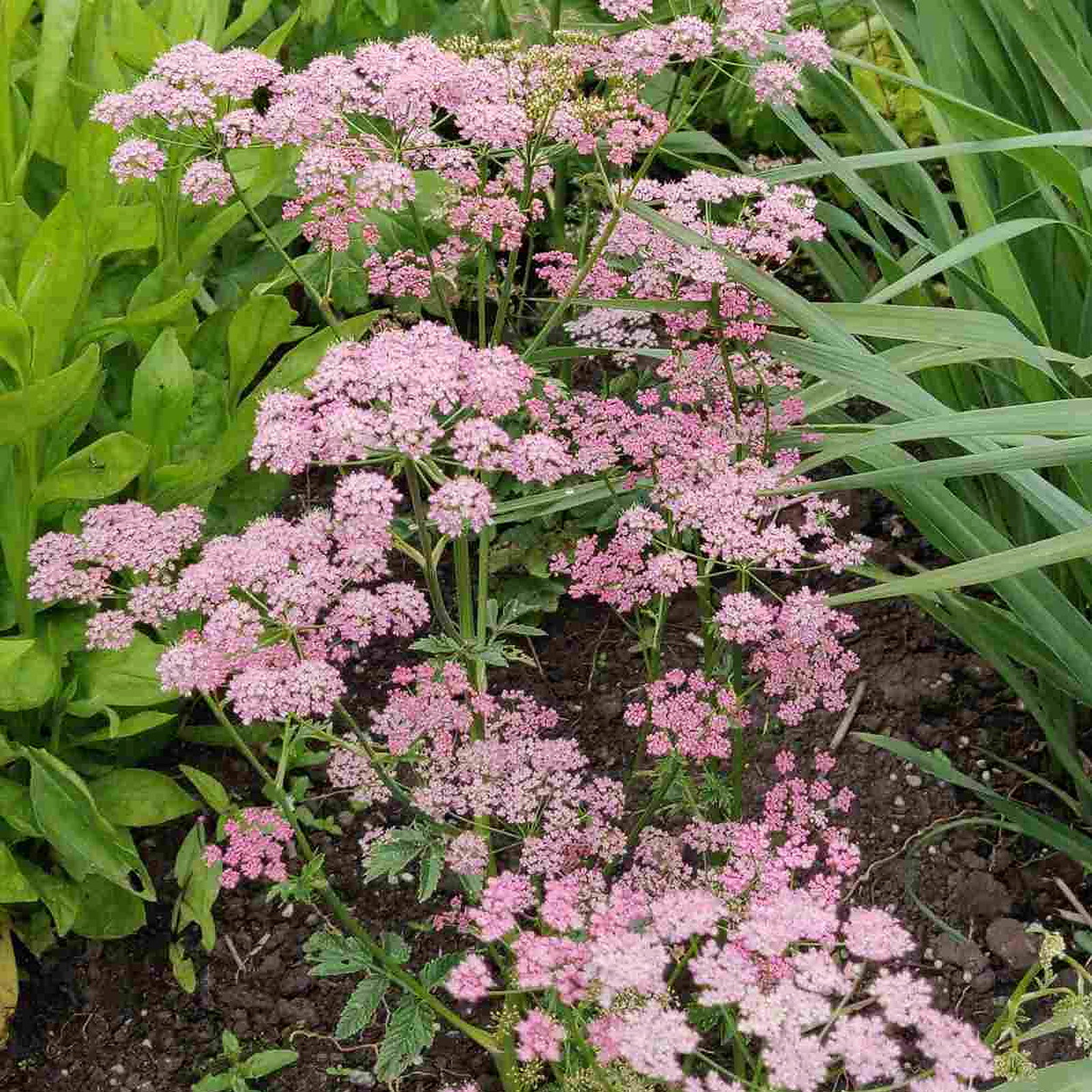 Pimpinella Major Rosea