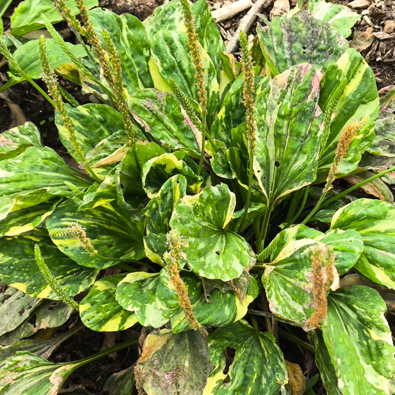 Plantago Major Variegata