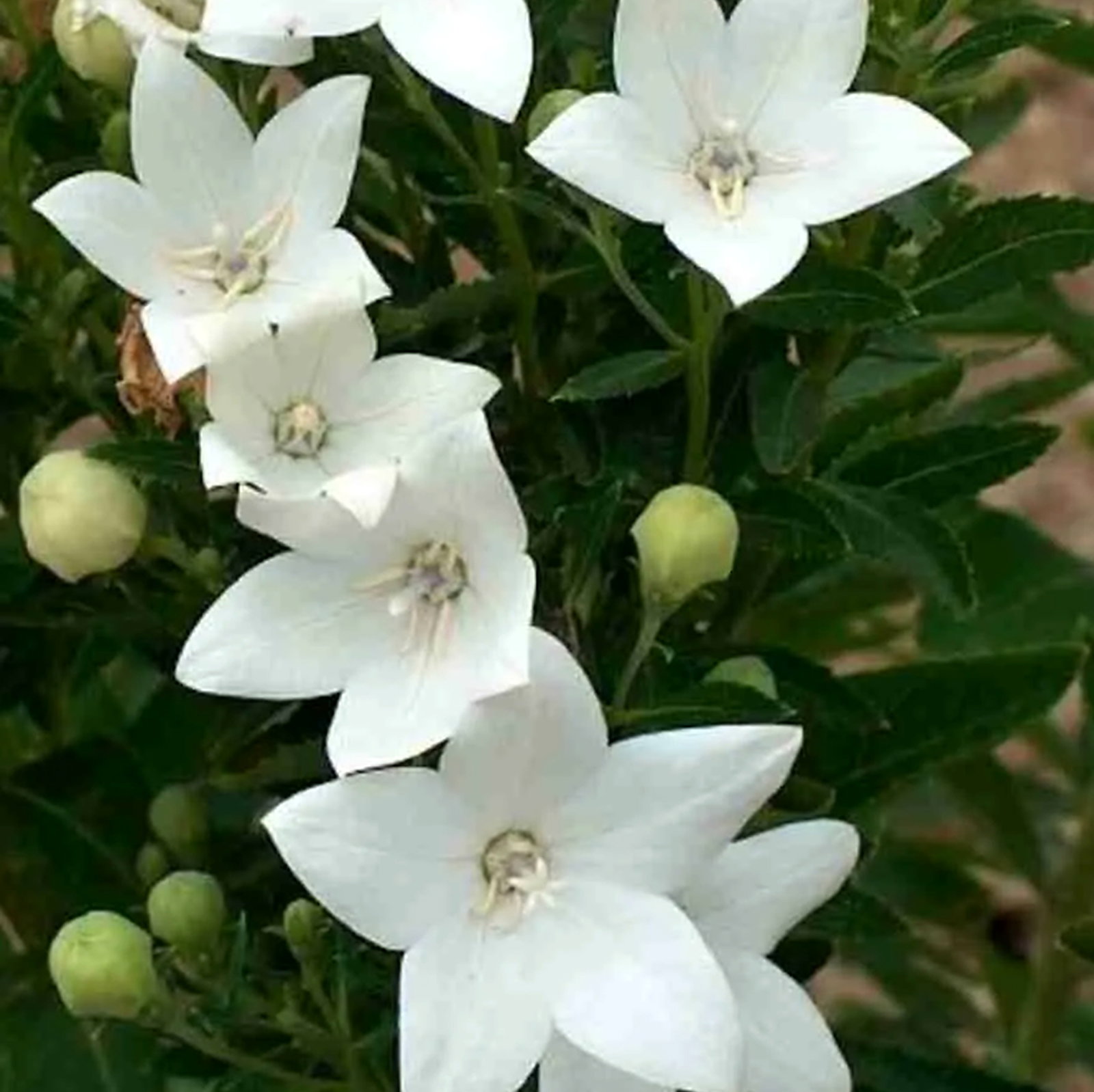 Platycodon Grandiflorus Album