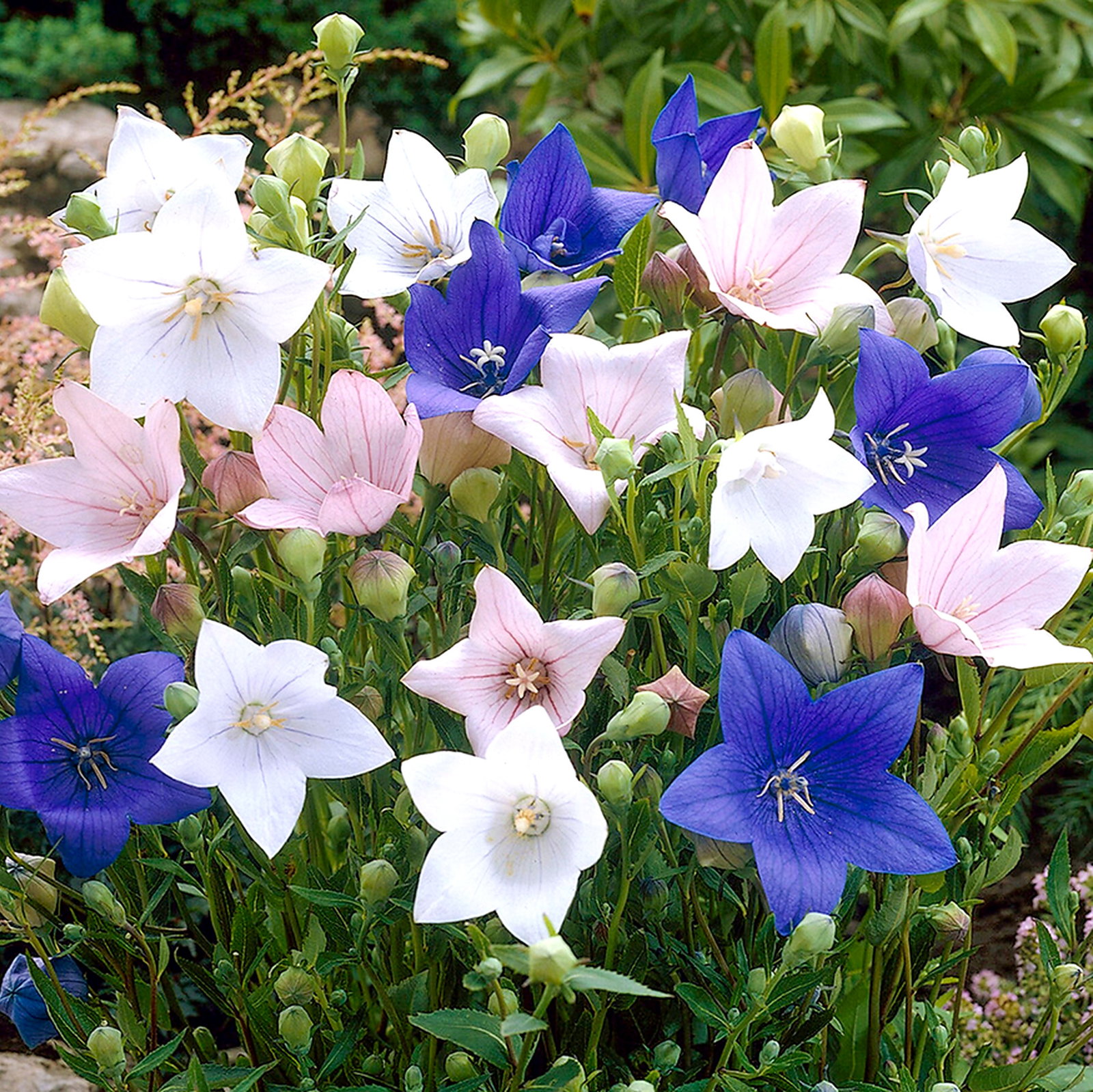 Platycodon Grandiflorus Mixed
