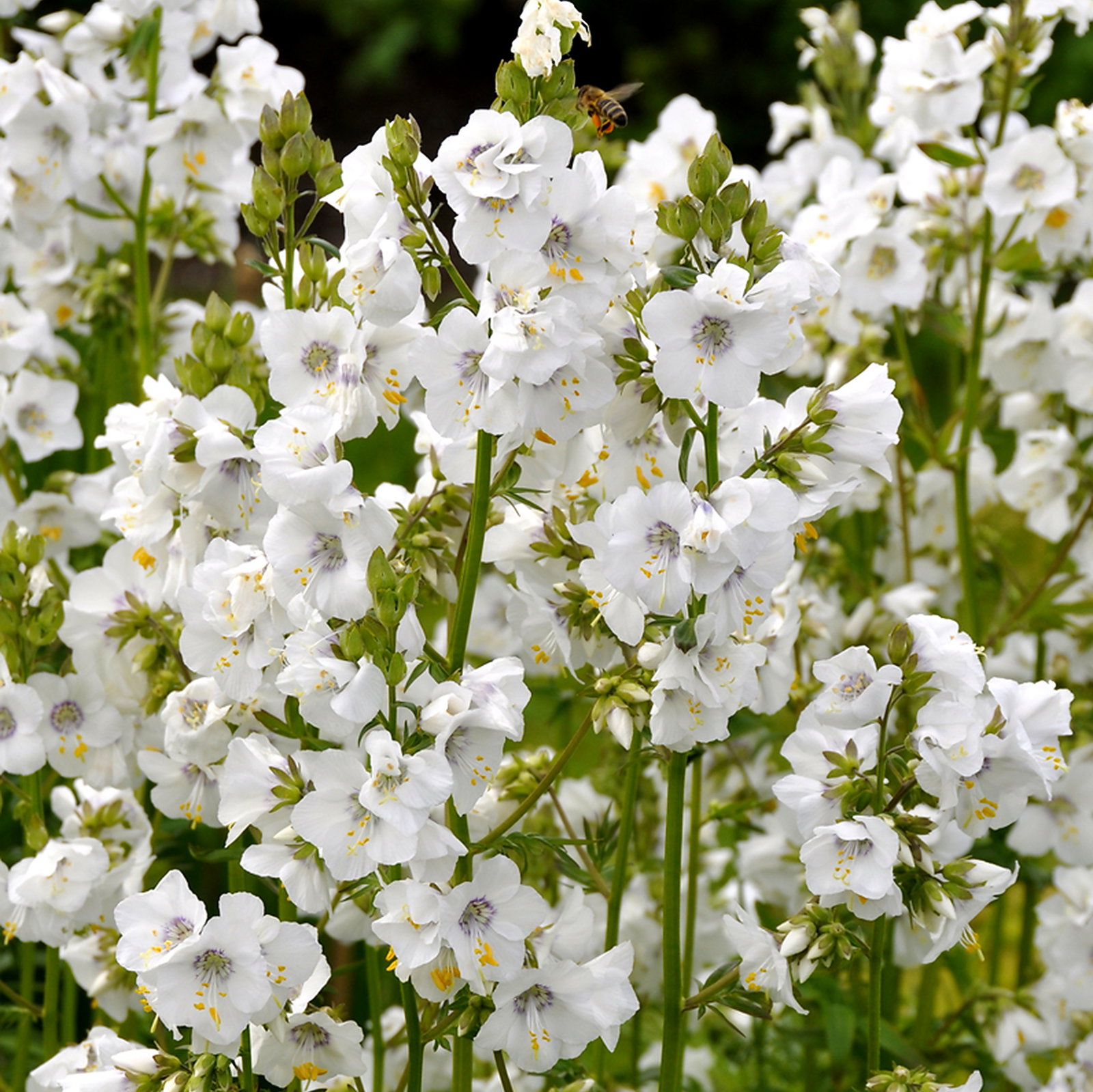 Polemonium Liniflorum Alba