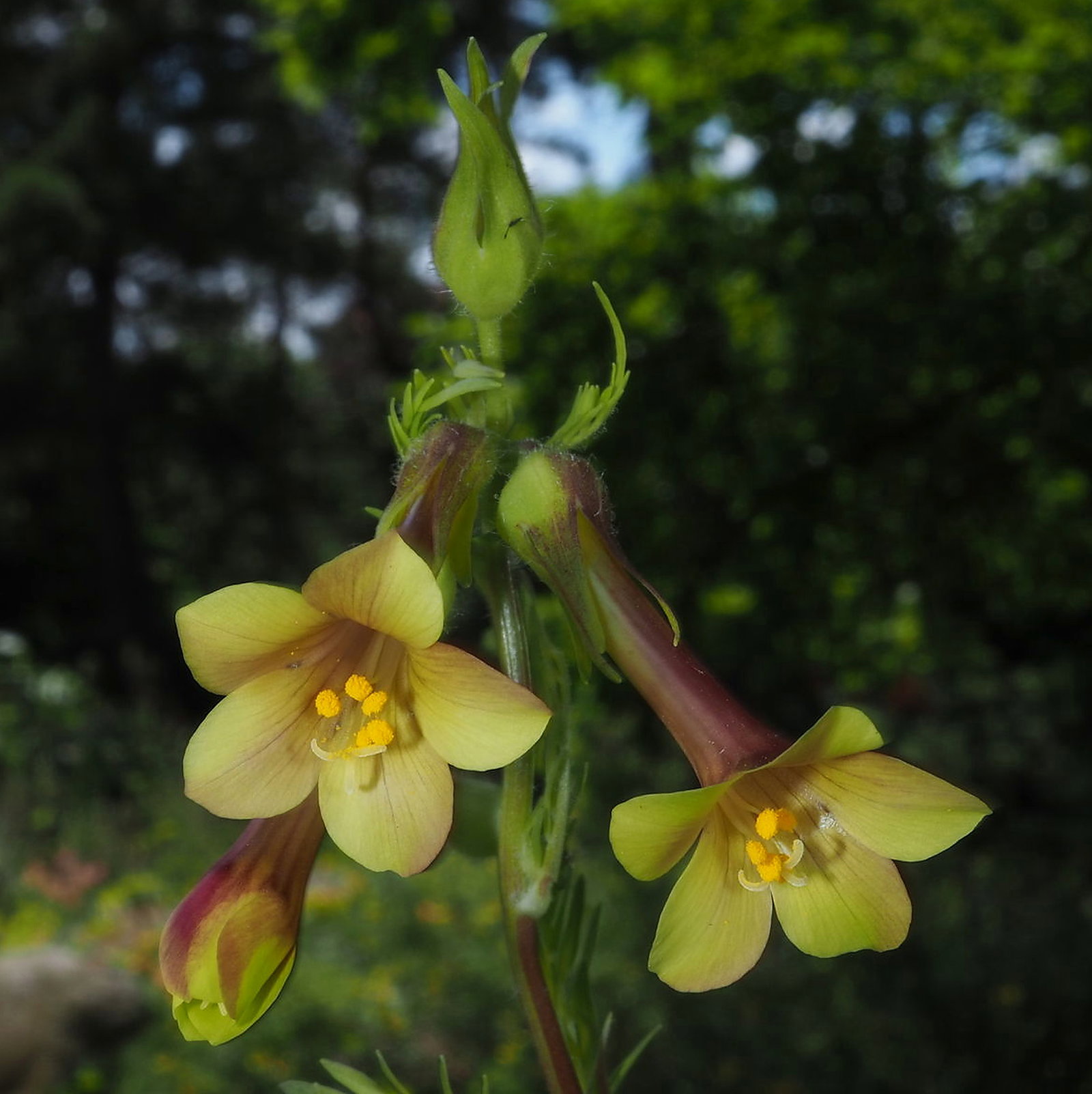 Polemonium Pauciflorum Hinckleyi