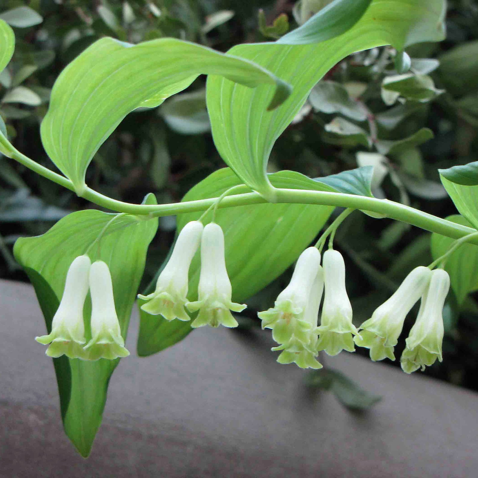 Polygonatum Hirtum