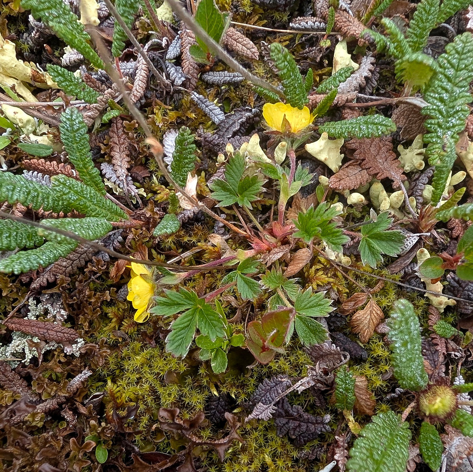 Potentilla Hyparctica Subsp. Nana