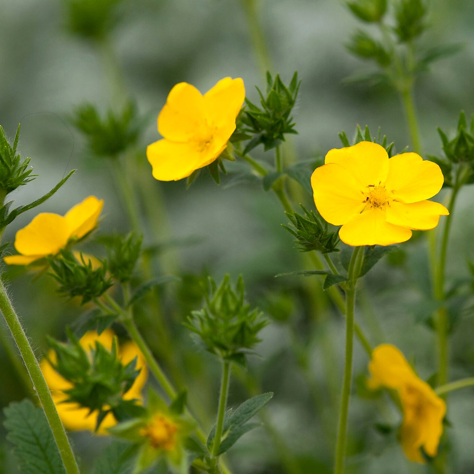 Potentilla Recta