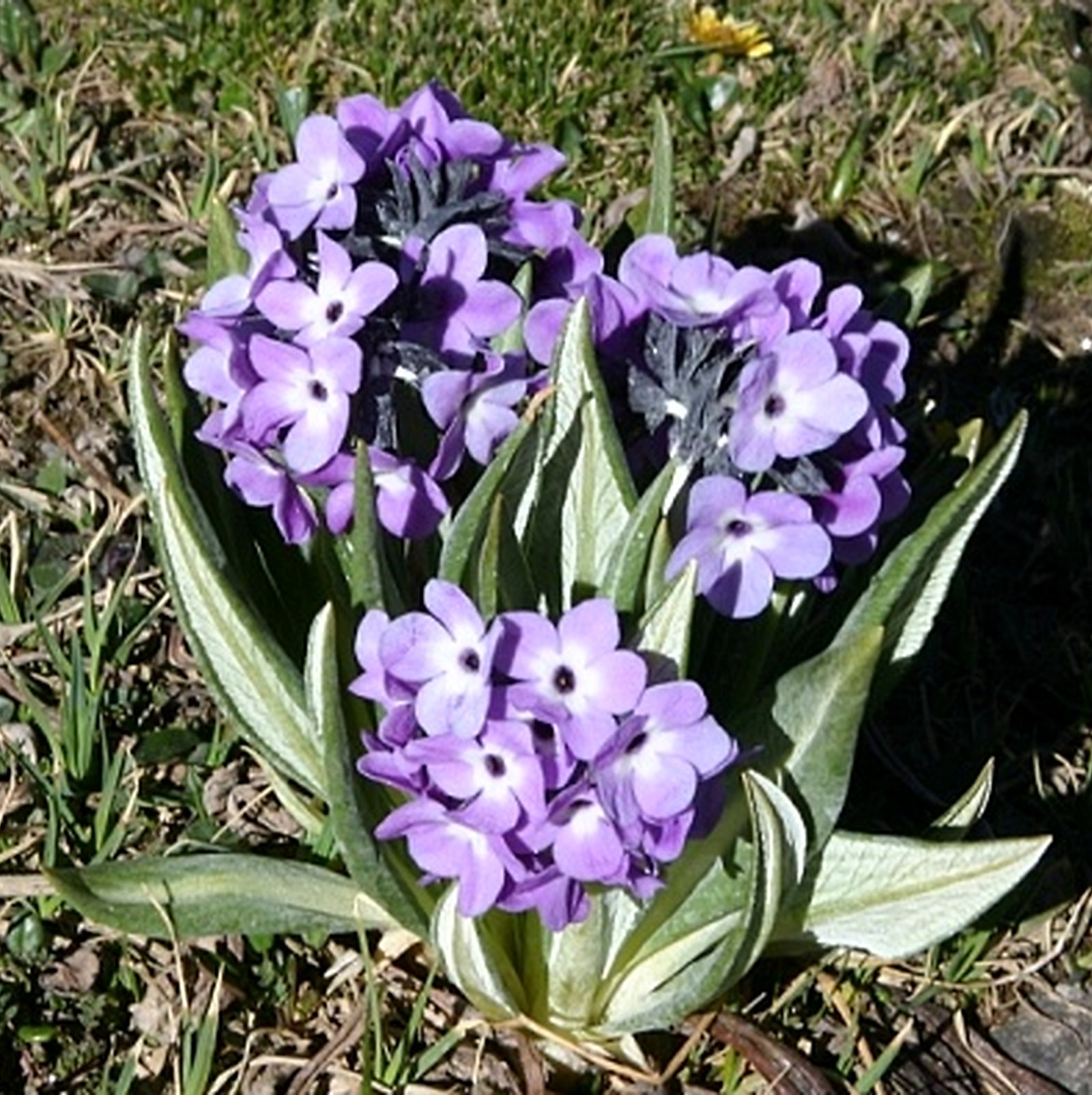 Primula Chionantha Ssp Melanops