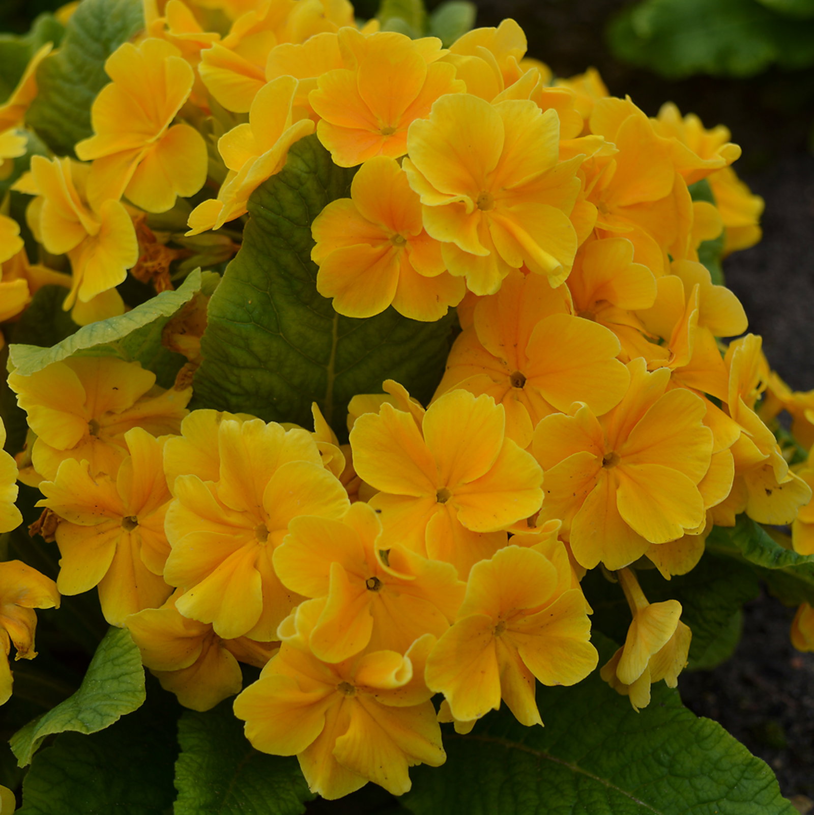 Primula Elatior Crescendo Orange