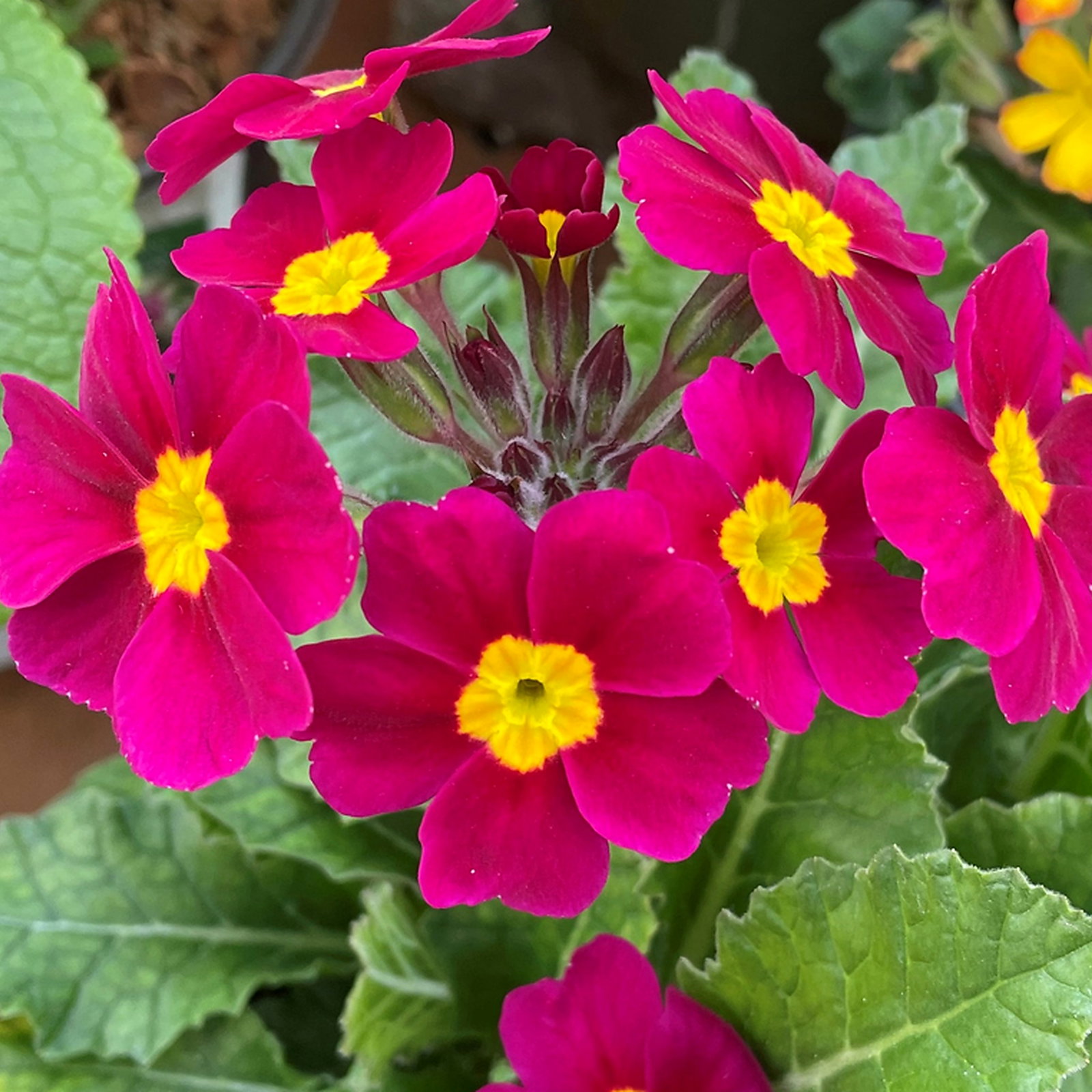 Primula Elatior Magenta