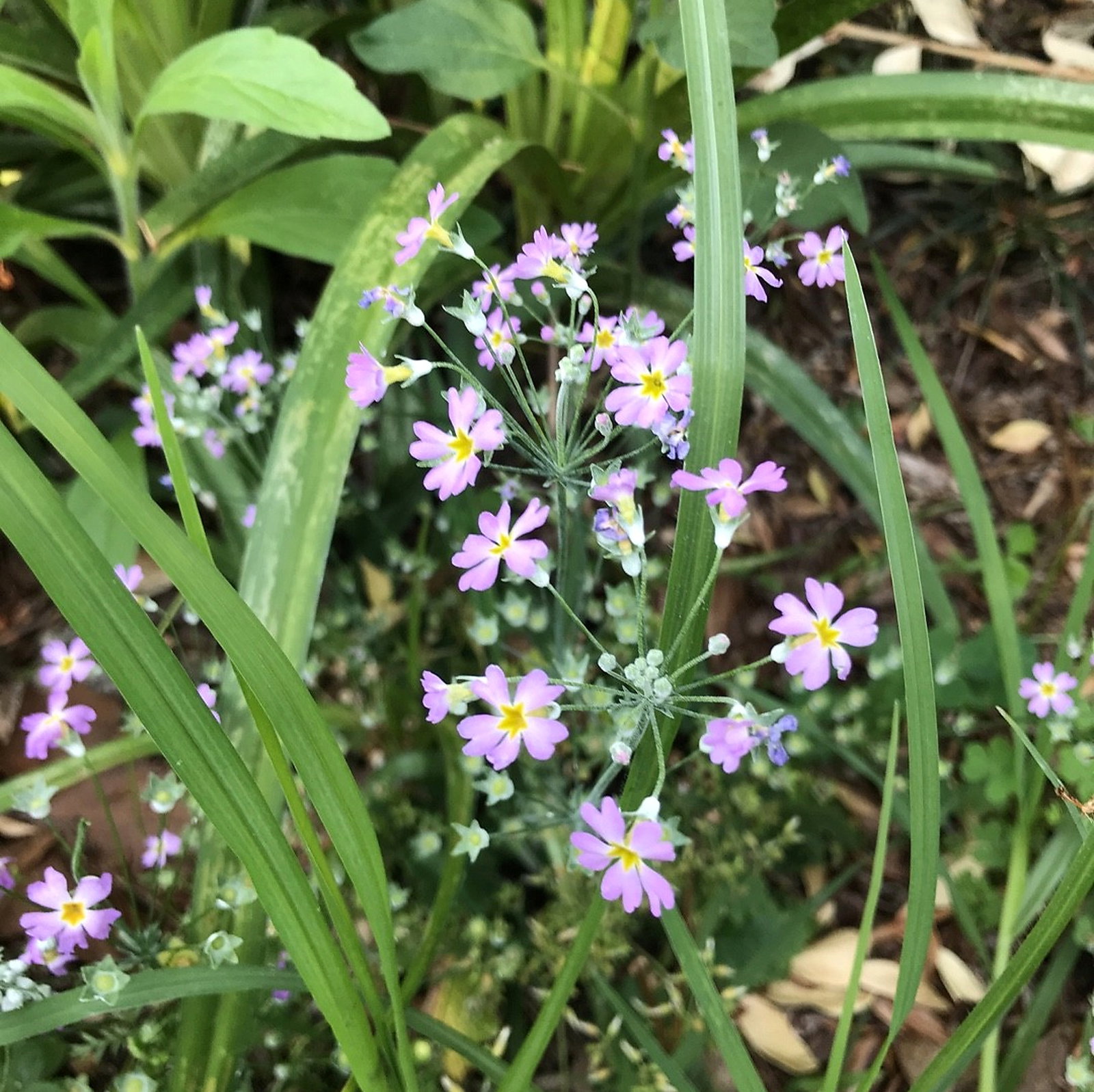 Primula Forbesii