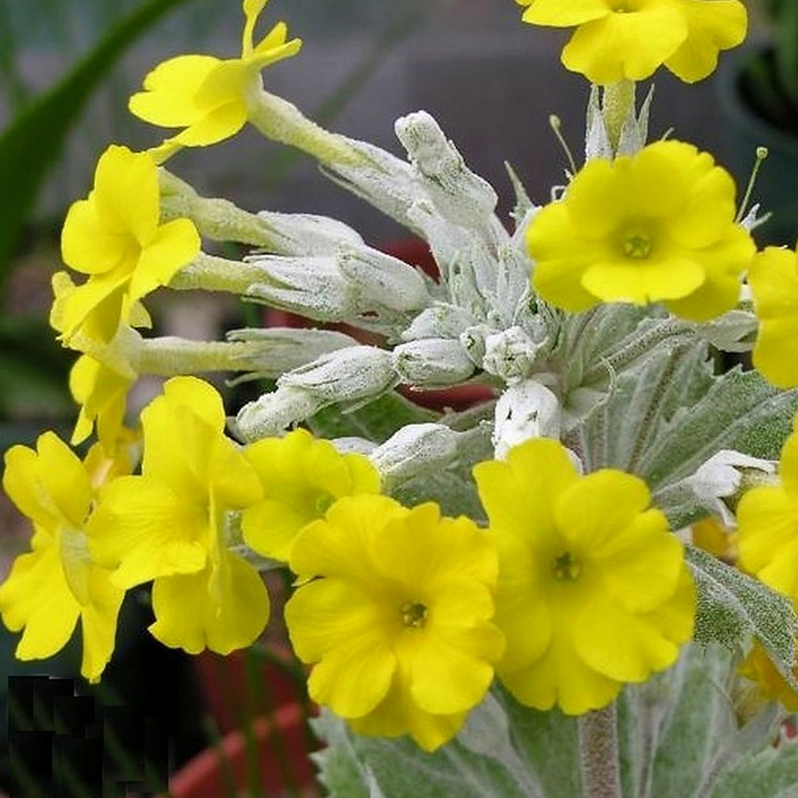 Primula Kewensis