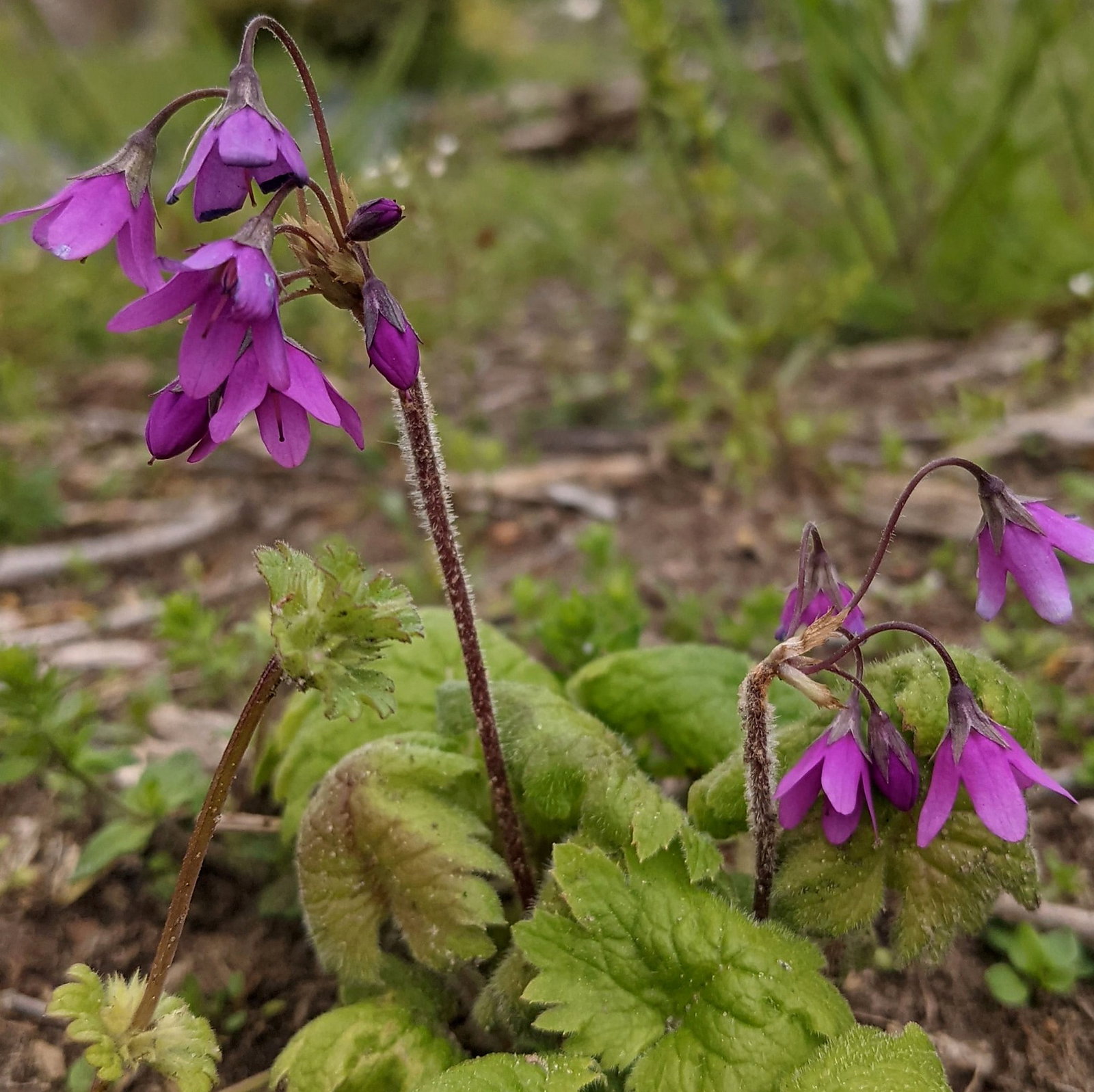 Primula Matthiola Congesta