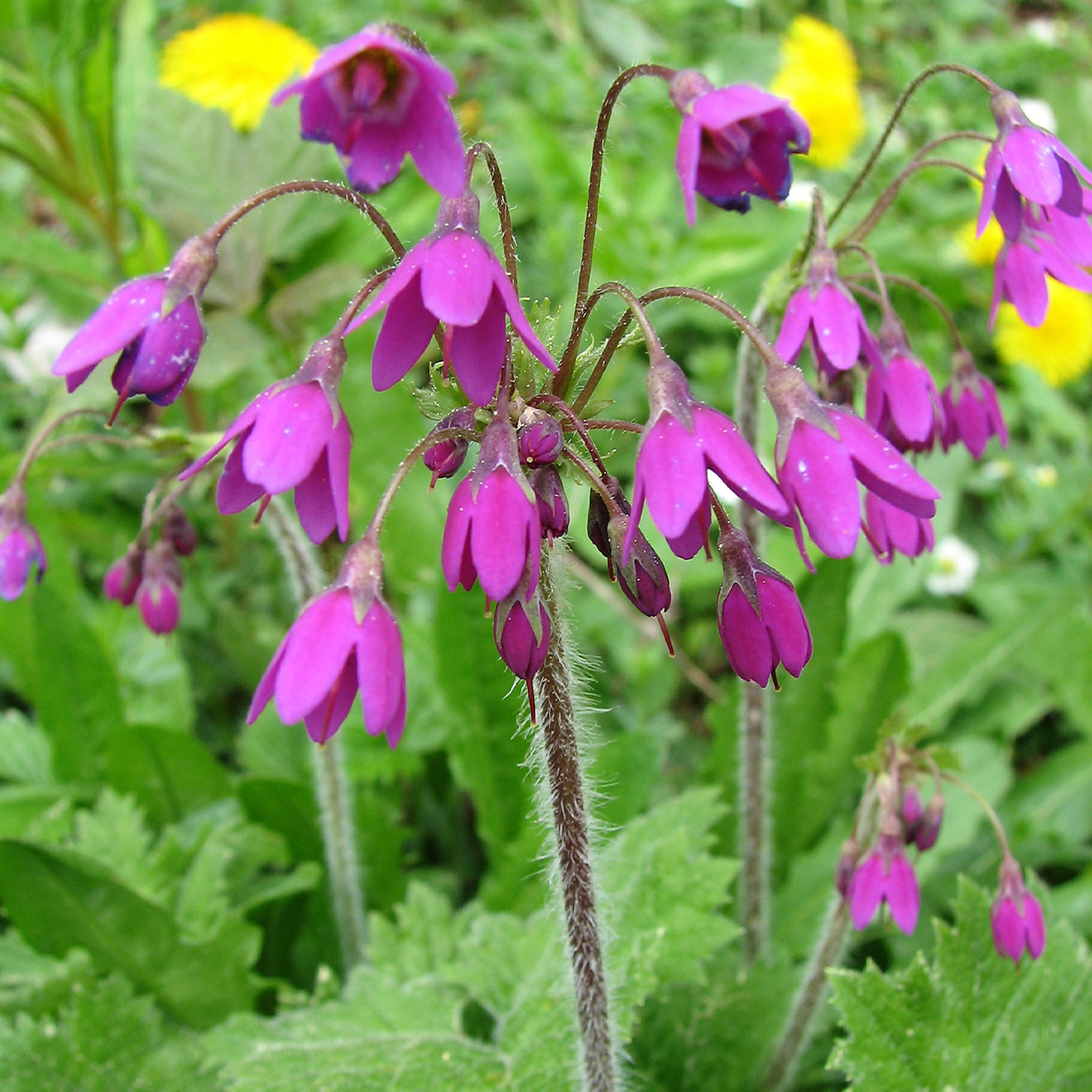 Primula Matthiola Pekinensis