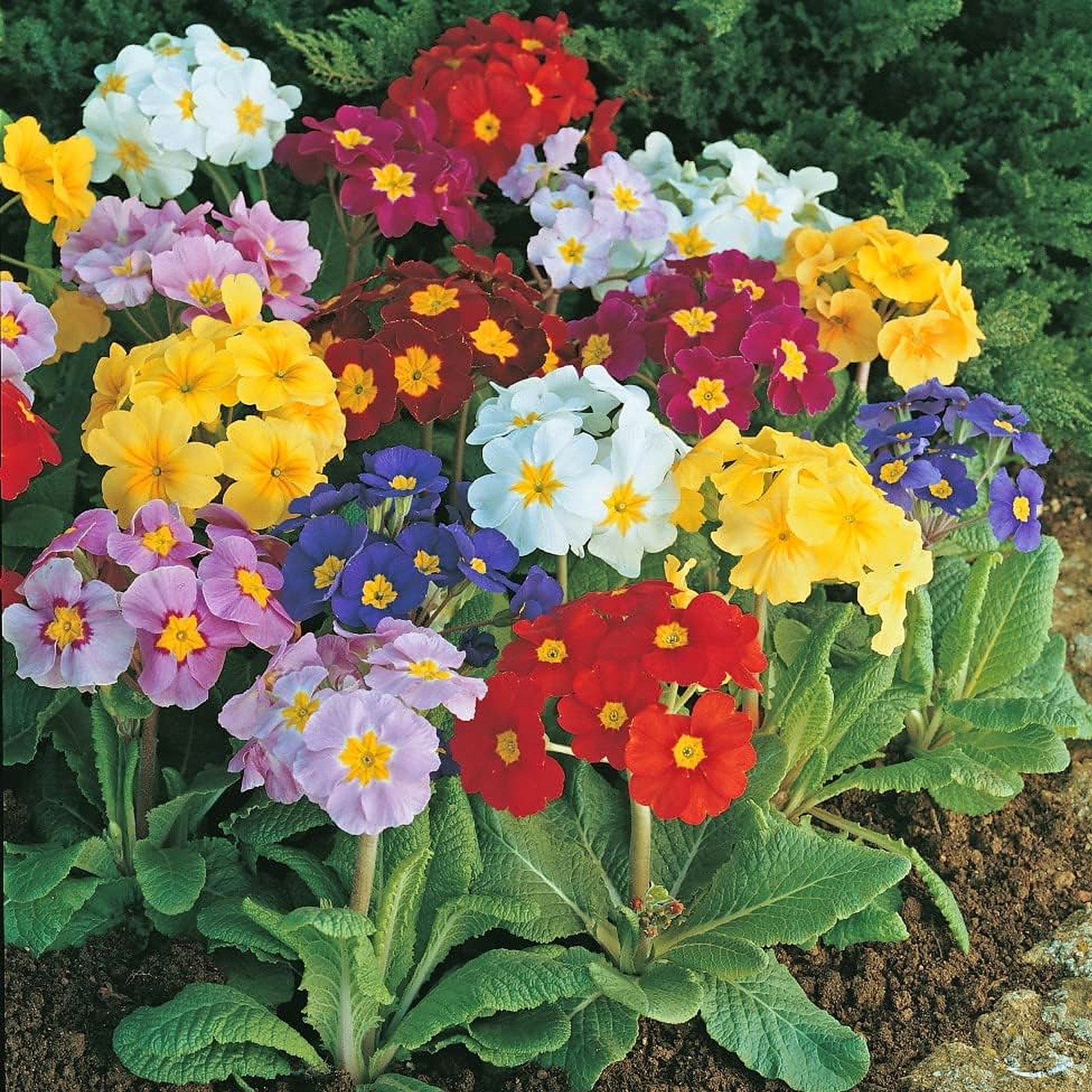 Primula Polyanthus Hybrids Mixture