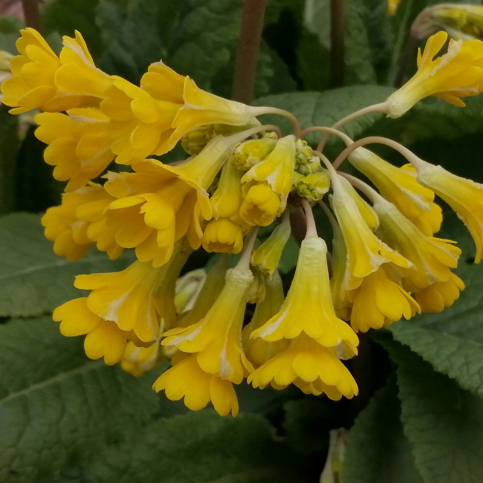 Primula Veris Hybrids