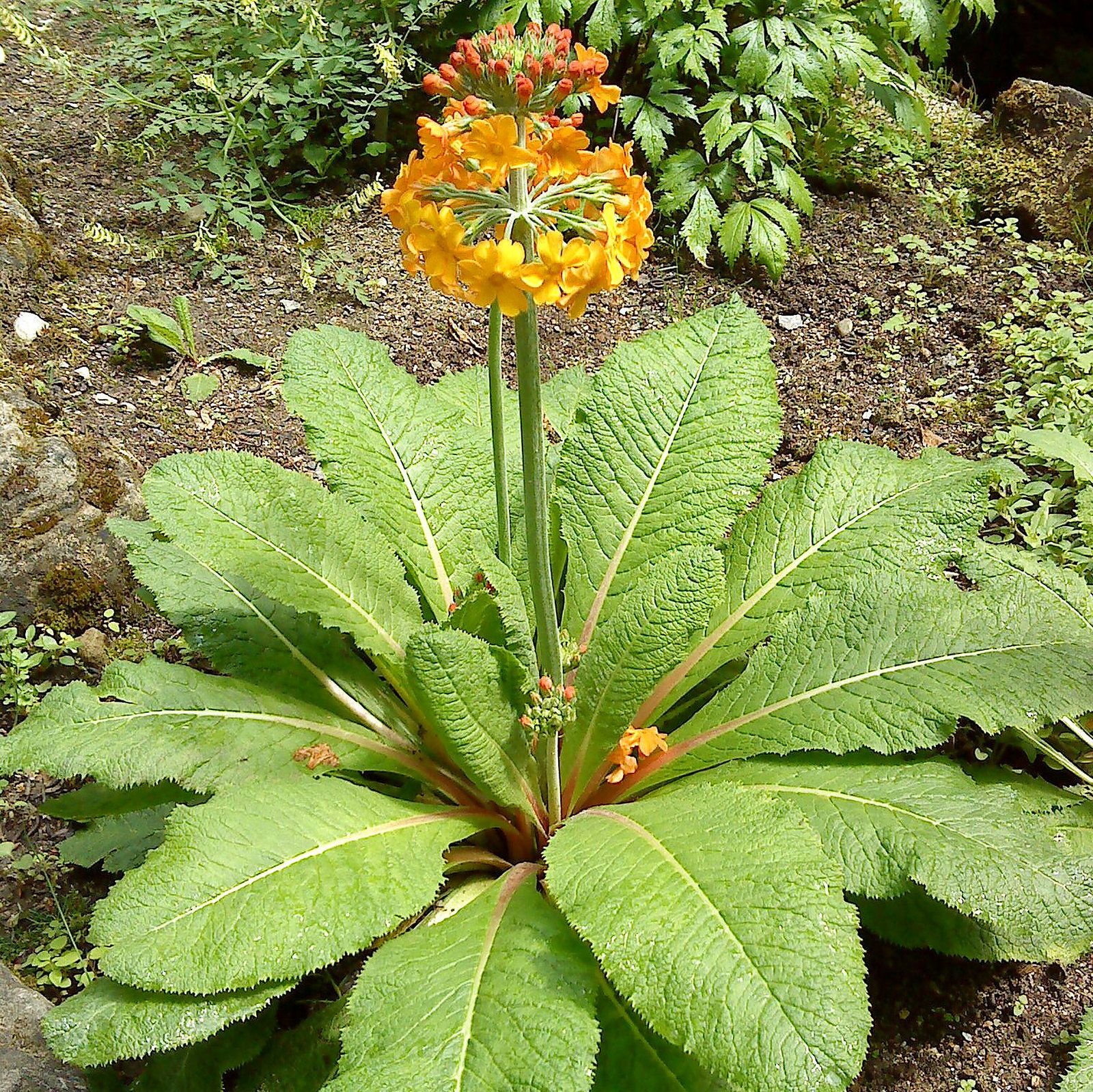 Primula Wilsonii