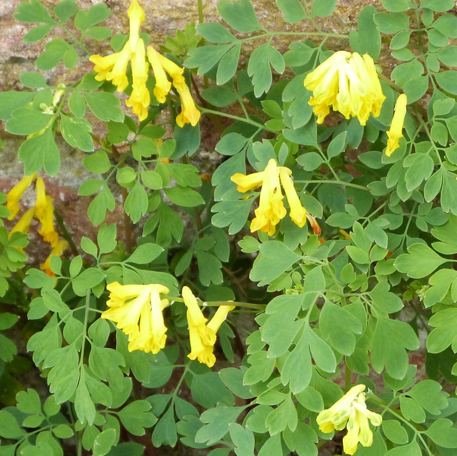 Pseudofumaria Lutea