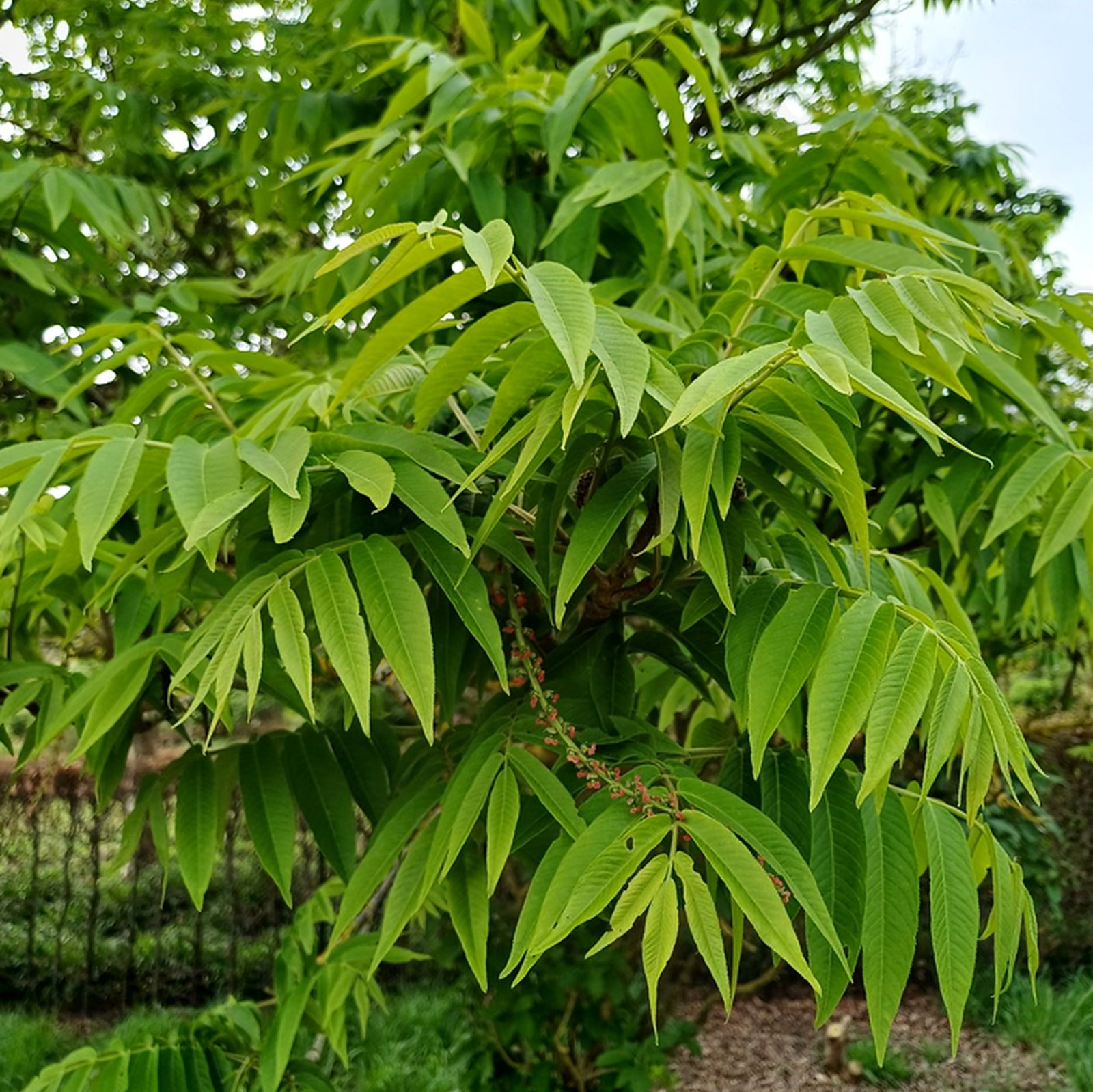 Pterocarya Rhoifolia