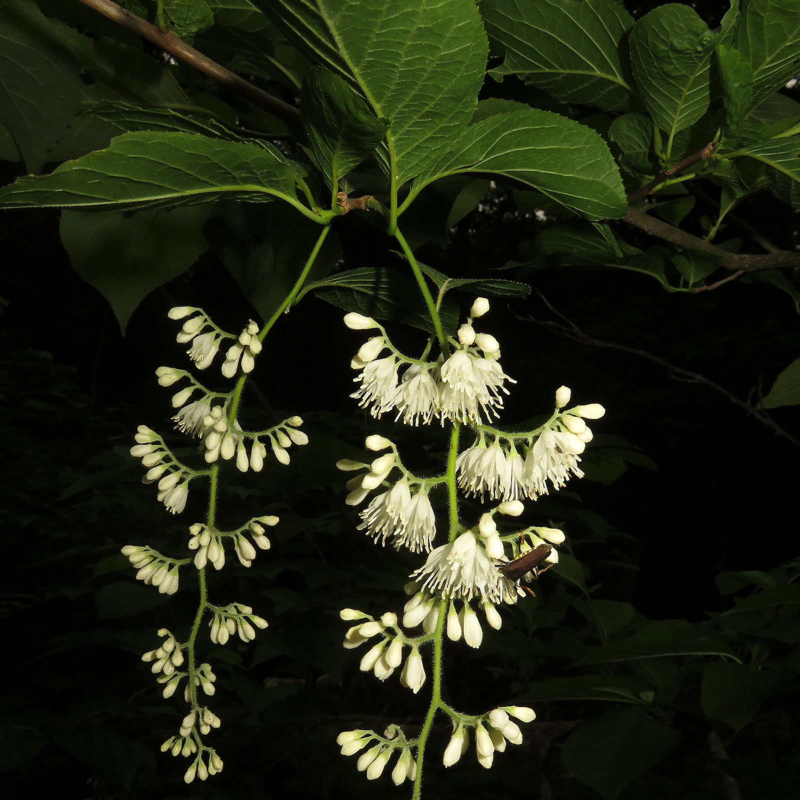 Pterostyrax Hispida