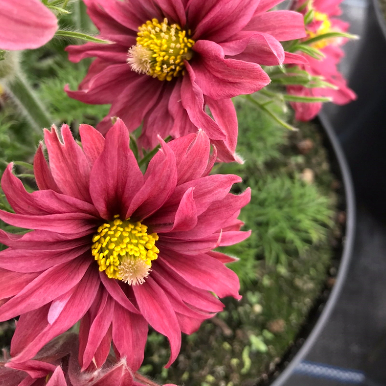 Pulsatilla Vulgaris Double Red