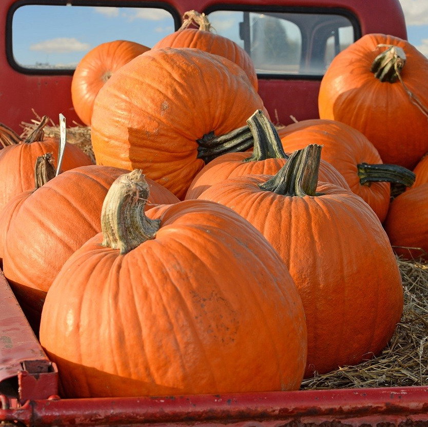 Pumpkin Big Max