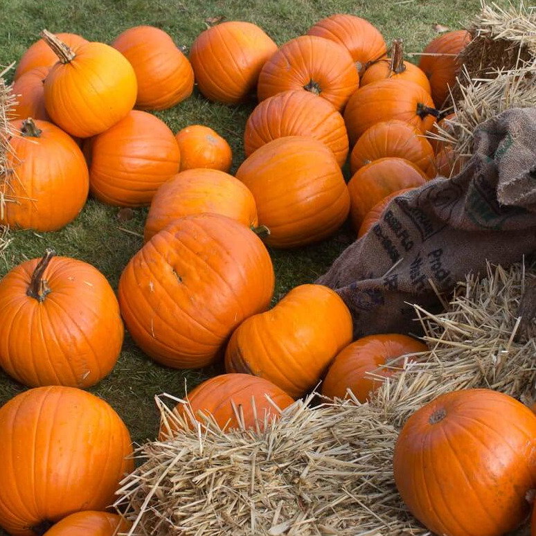 Pumpkin Jack Of All Trades F1