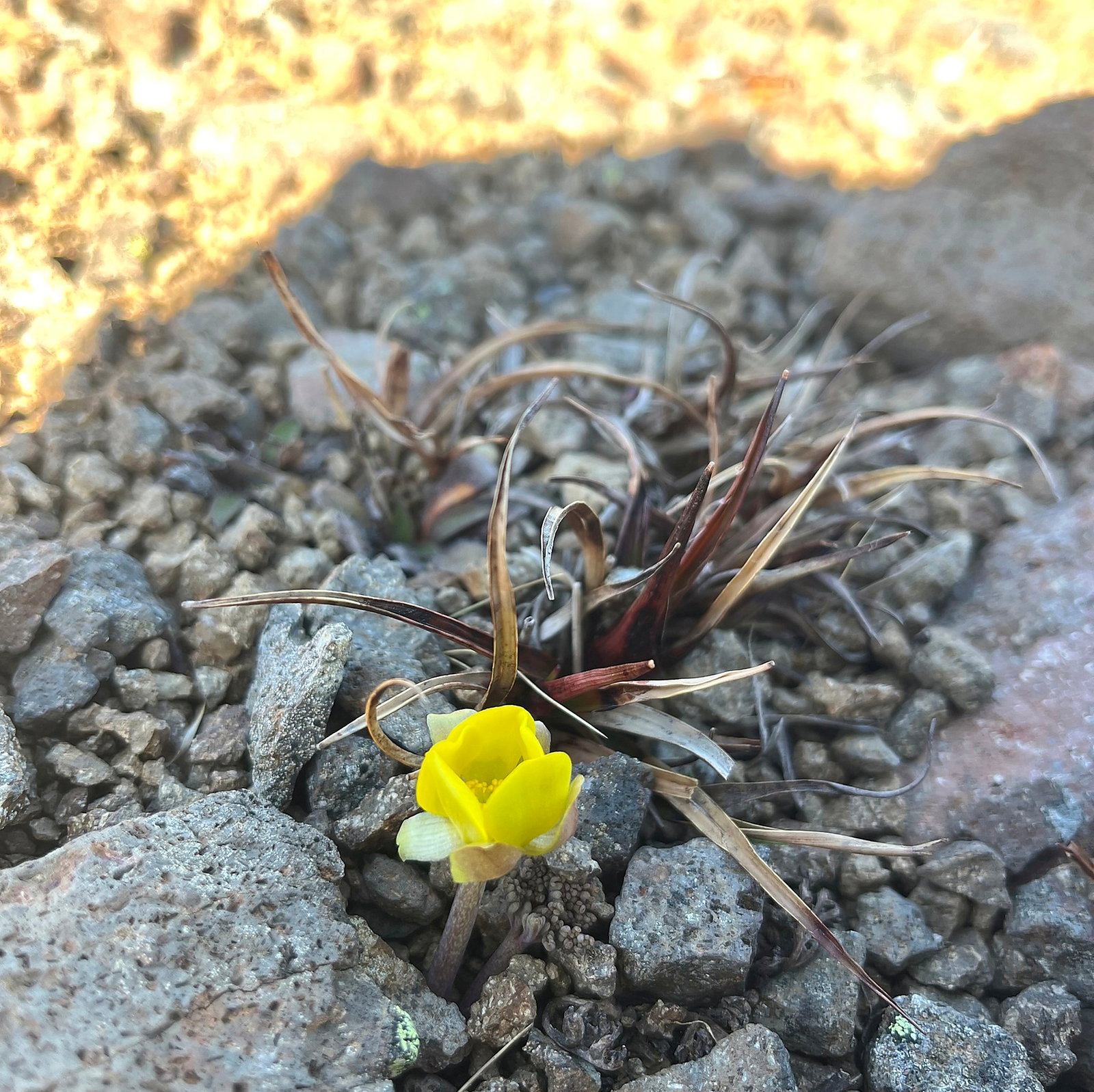 Ranunculus Crithmifolius