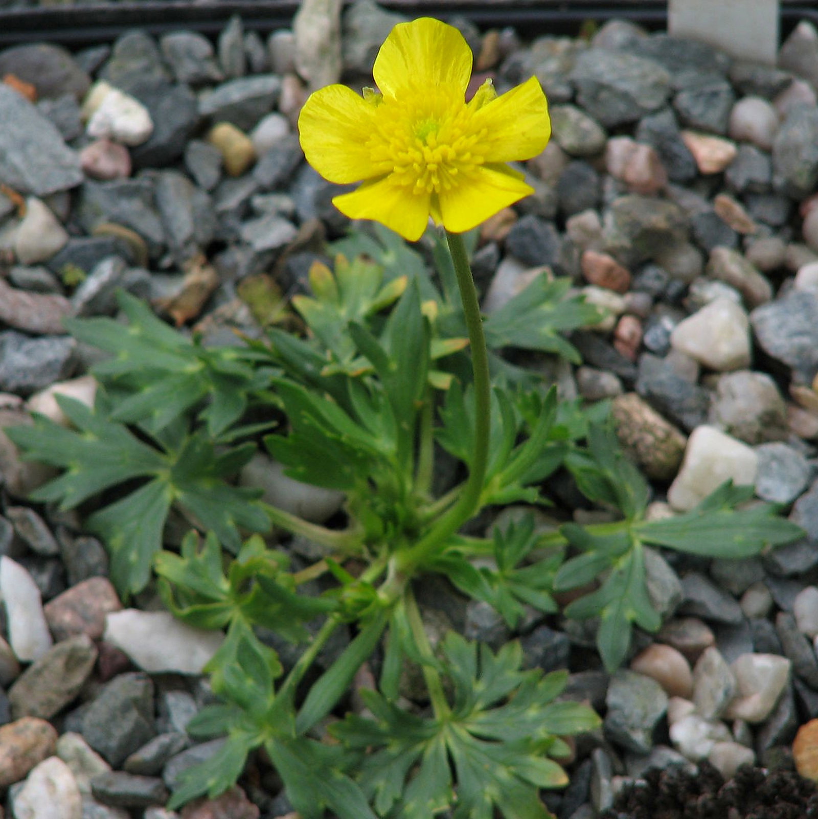 Ranunculus Sartorianus