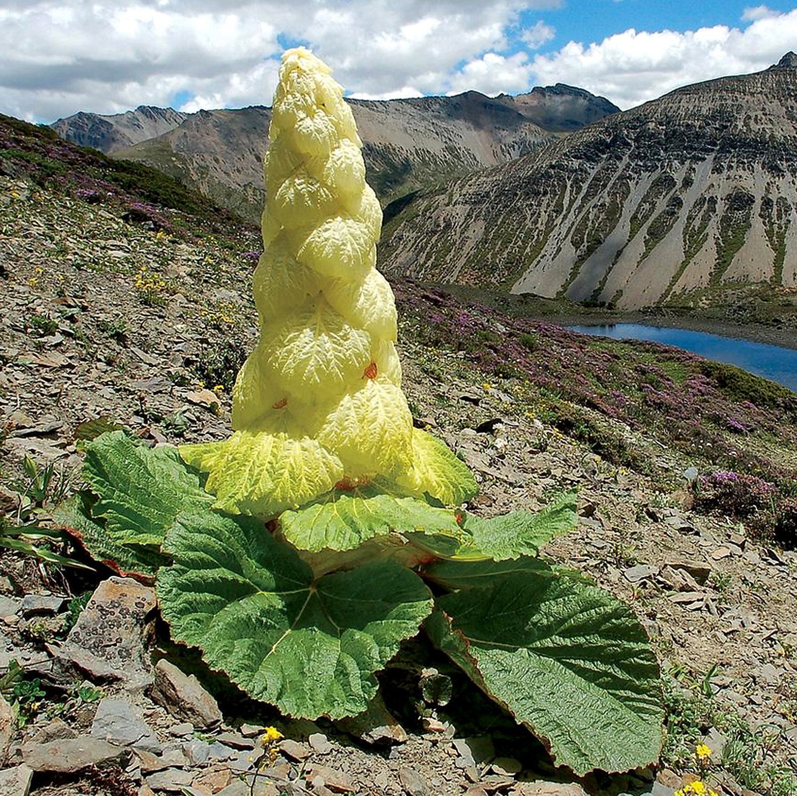 Rheum Alexandrae
