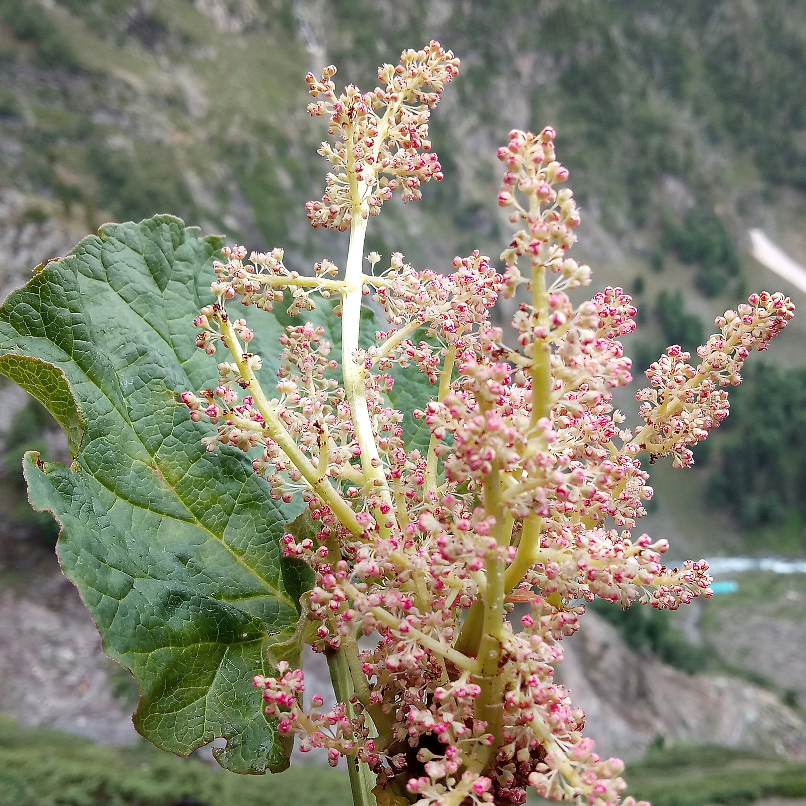 Rheum Australe