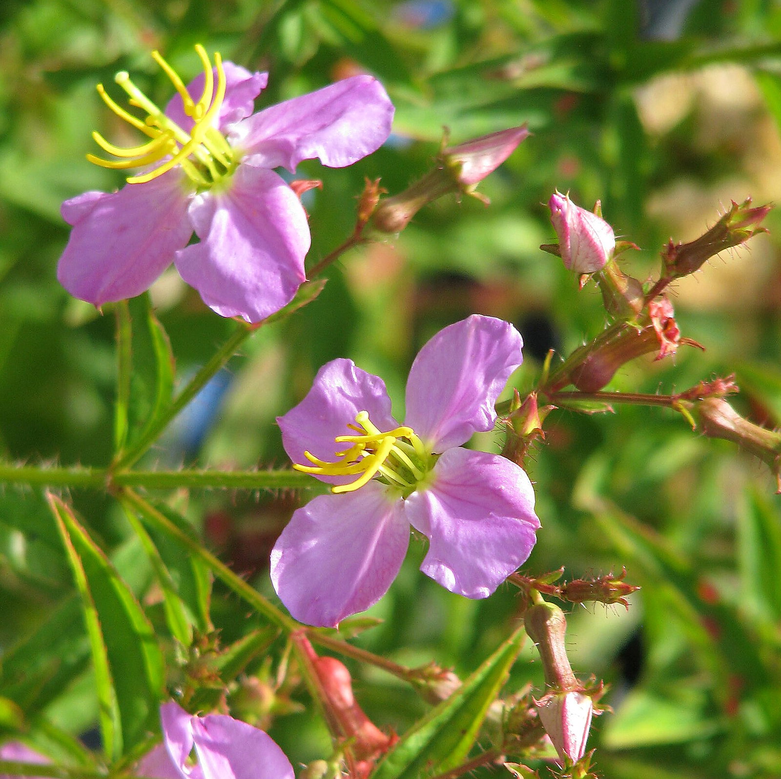 Rhexia Virginica
