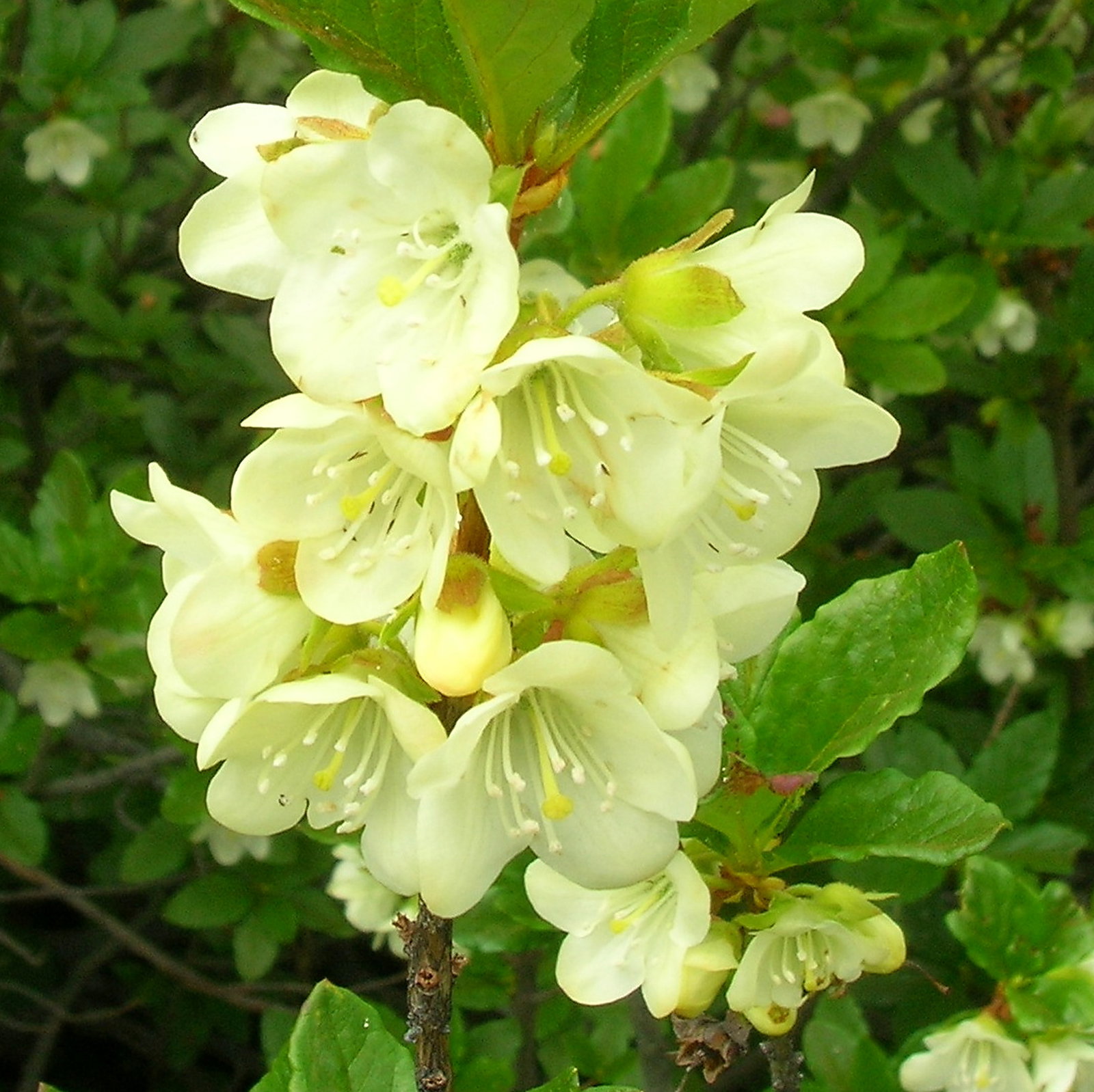 Rhododendron Albiflorum