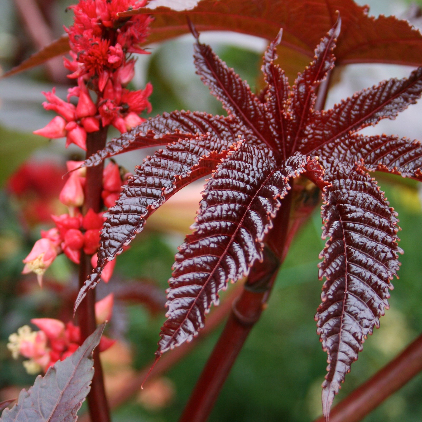 Ricinus Communis New Zealand Purple