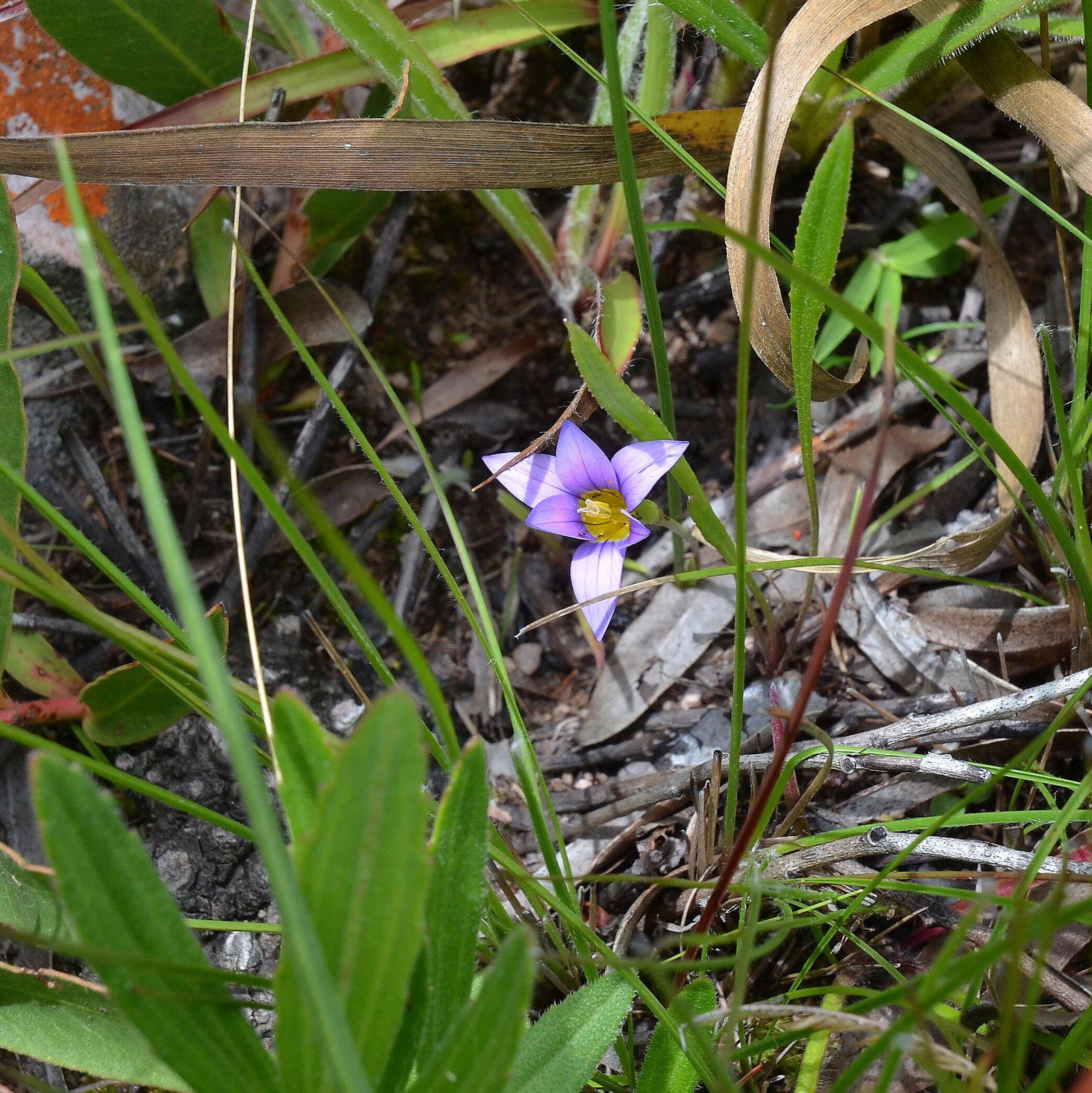 Romulea Camerooniana