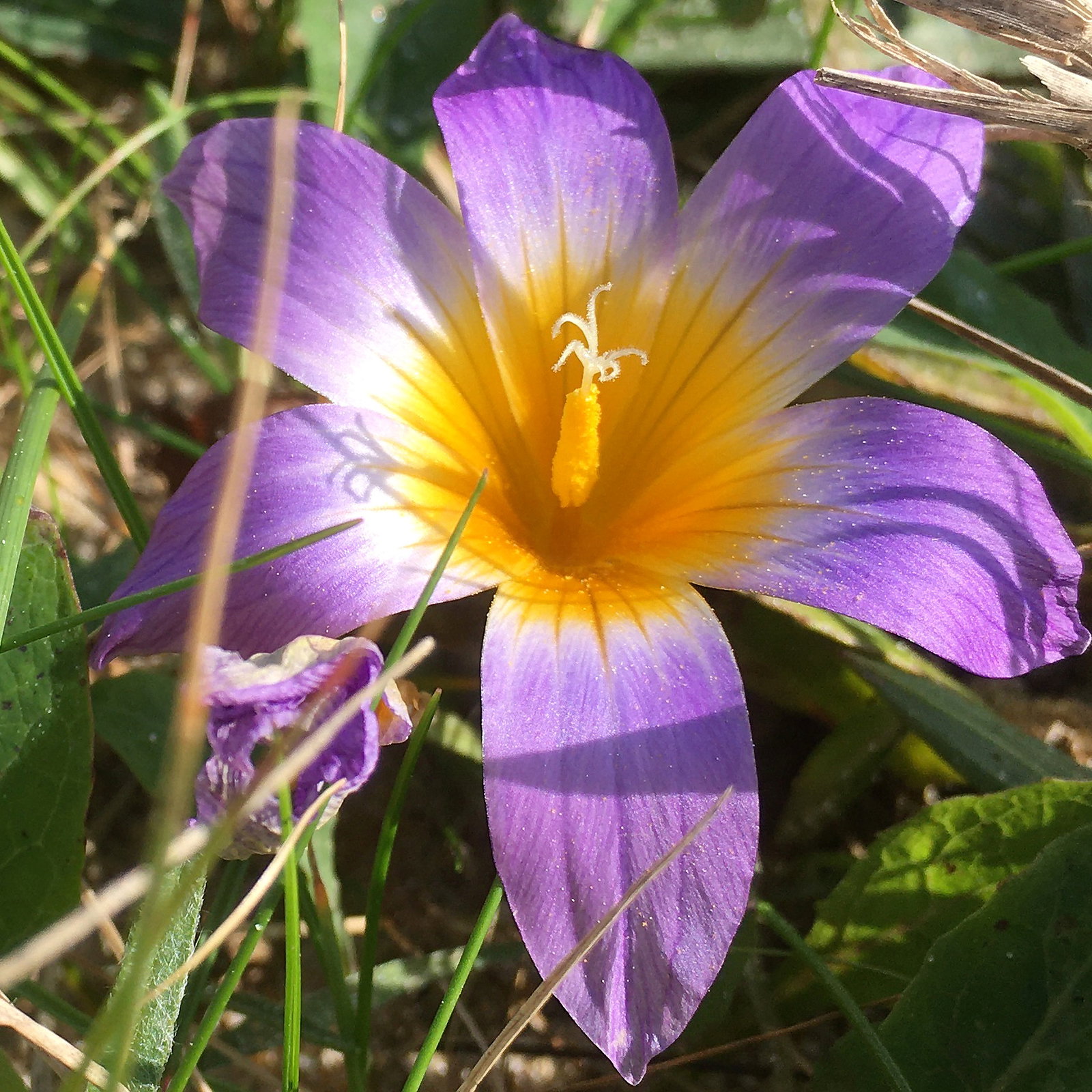Romulea Clusiana