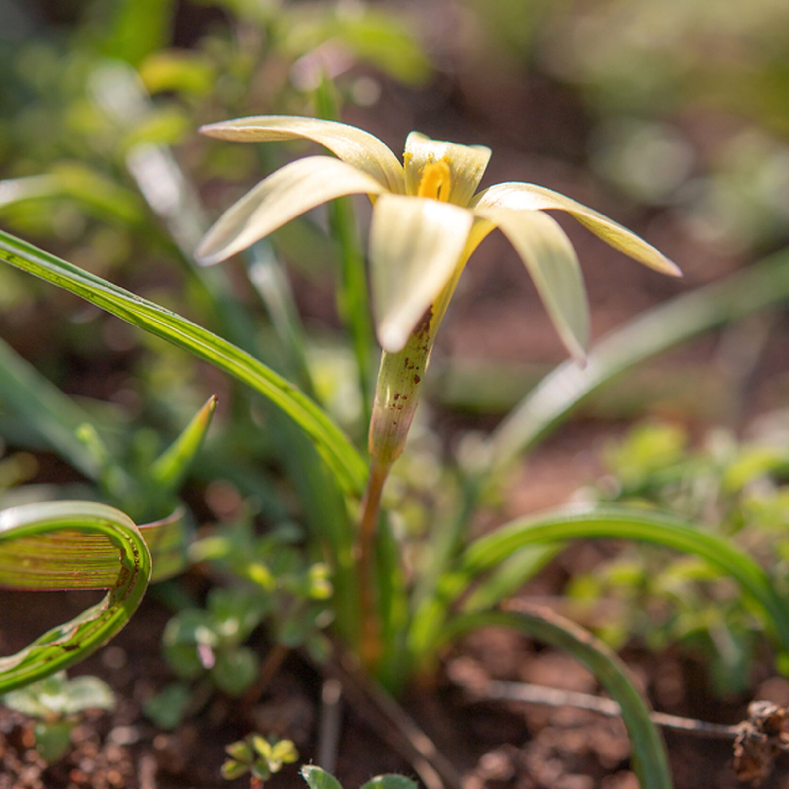 Romulea Hirta