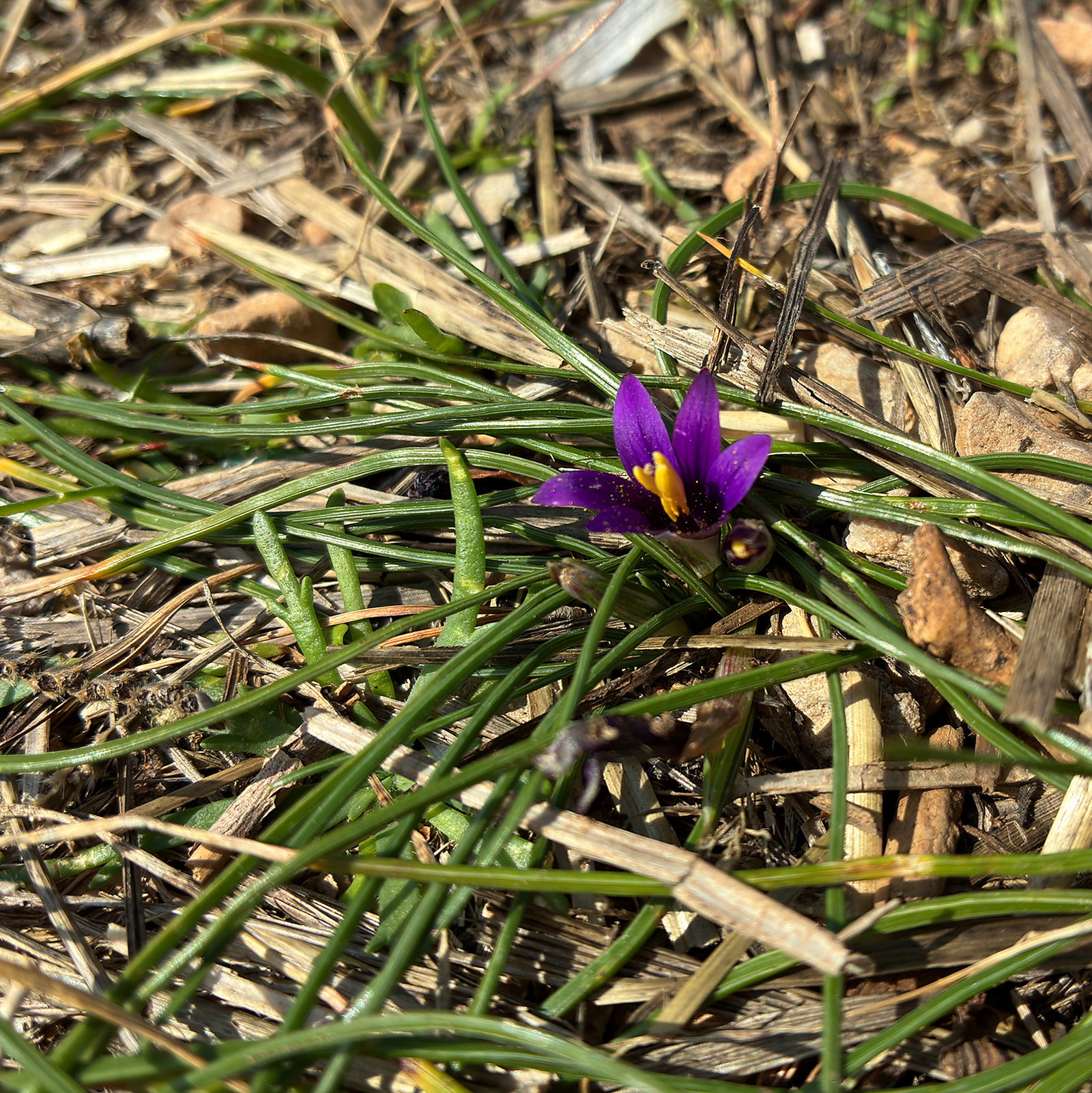 Romulea Linaresii
