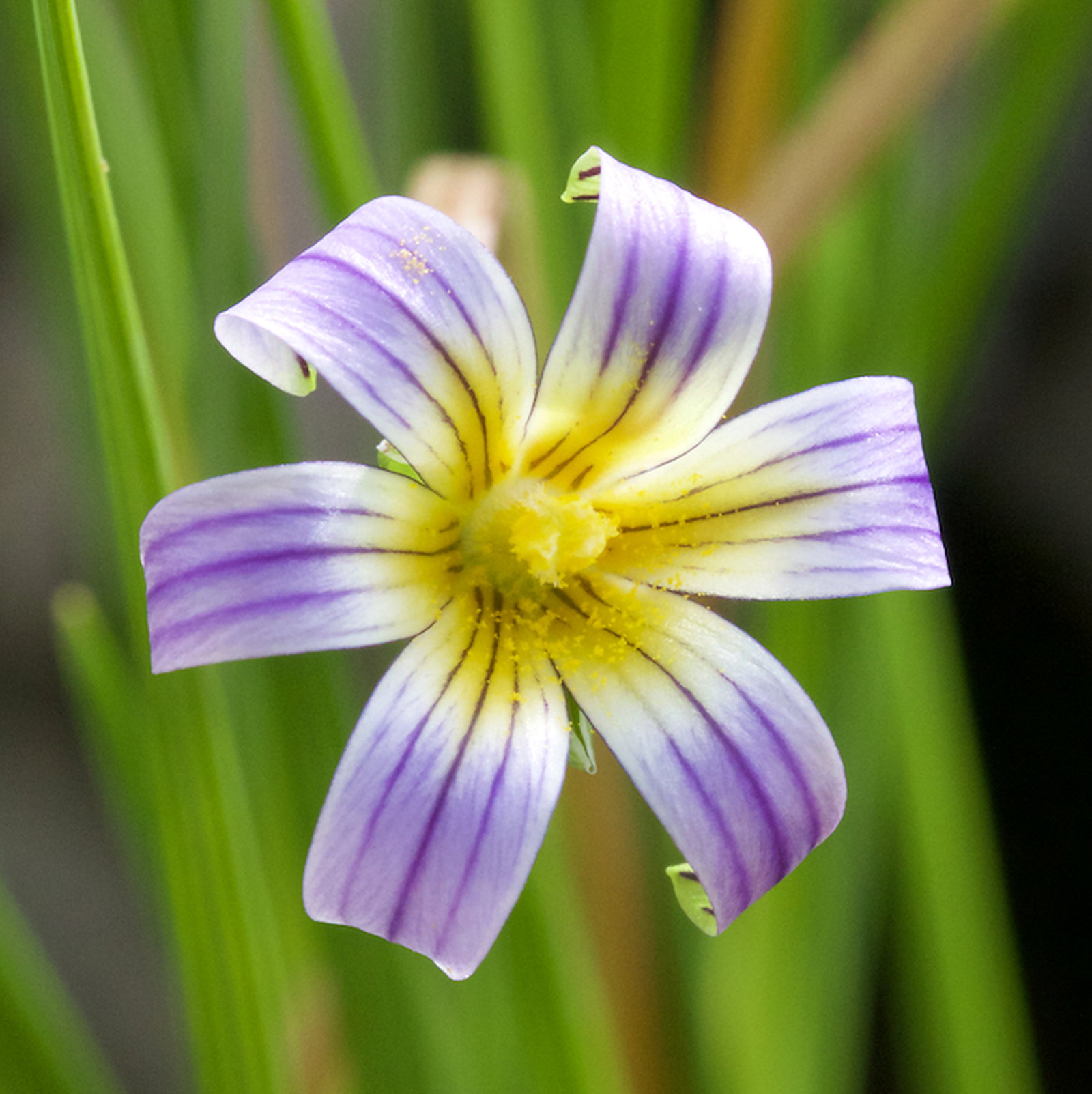 Romulea Pratensis