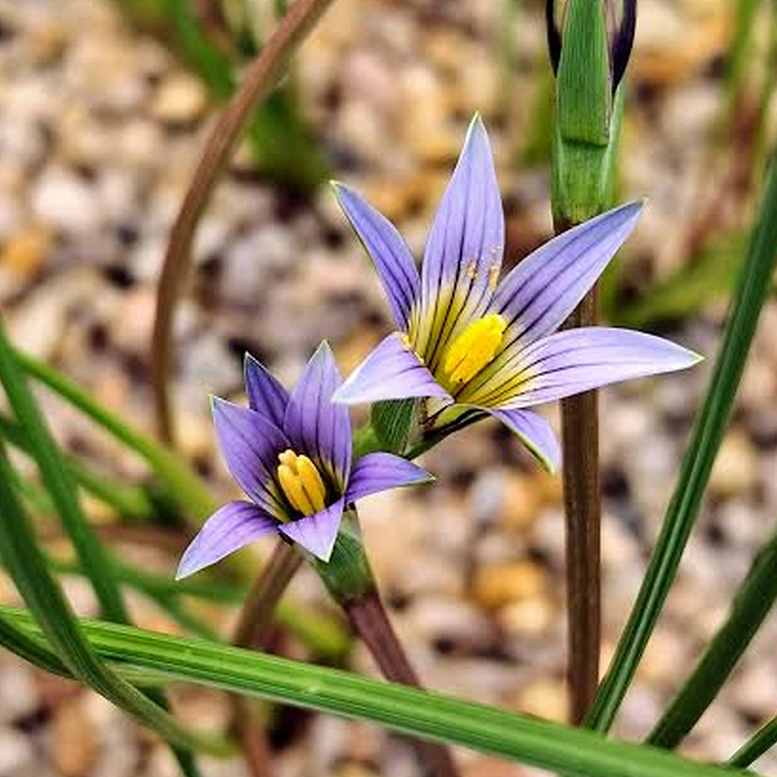Romulea Ramiflora