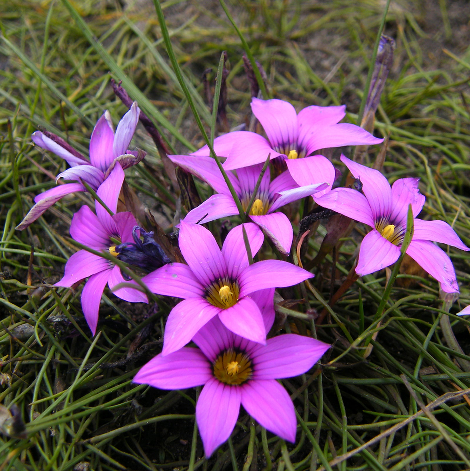 Romulea Rosea