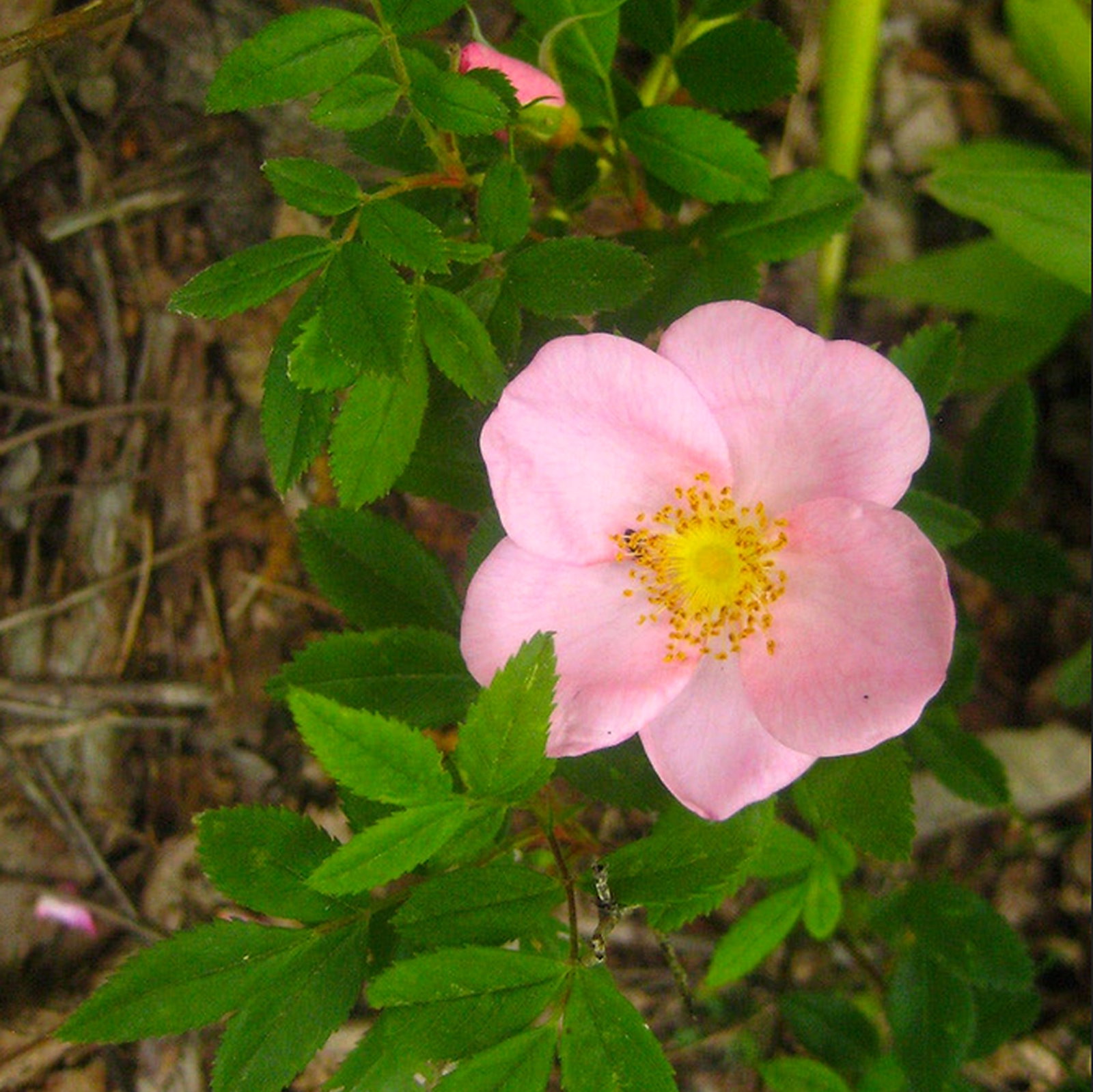 Rosa Carolina