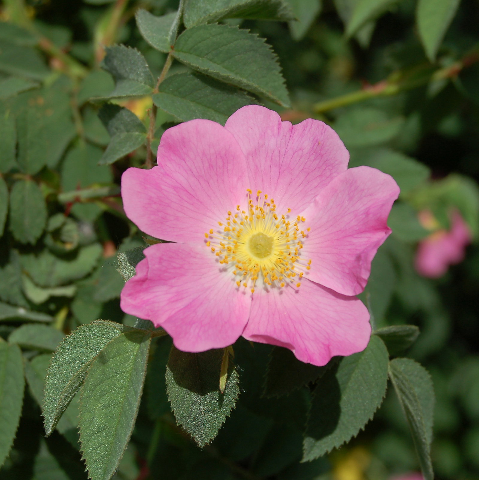 Rosa Tomentosa