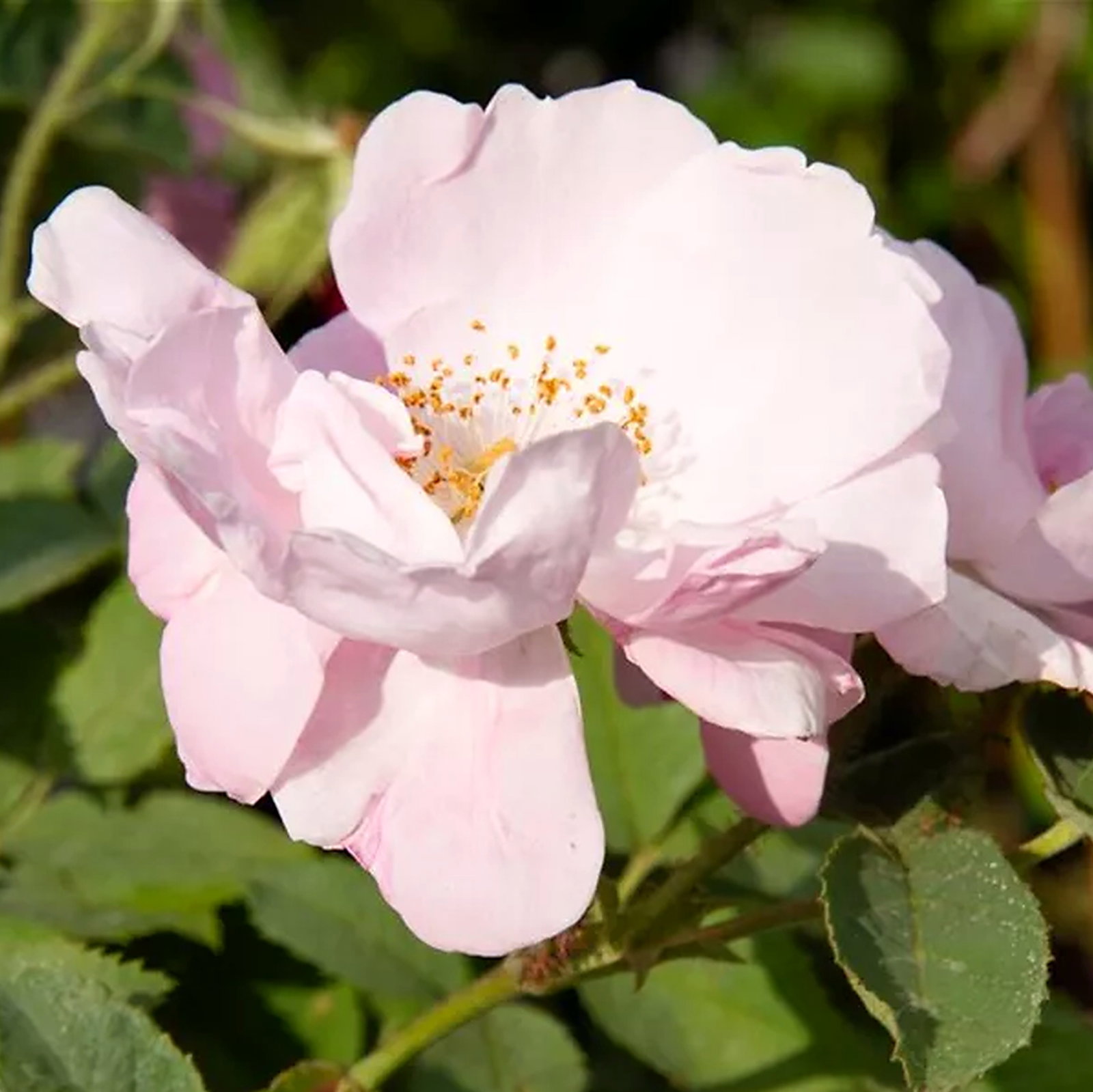 Rosa Villosa