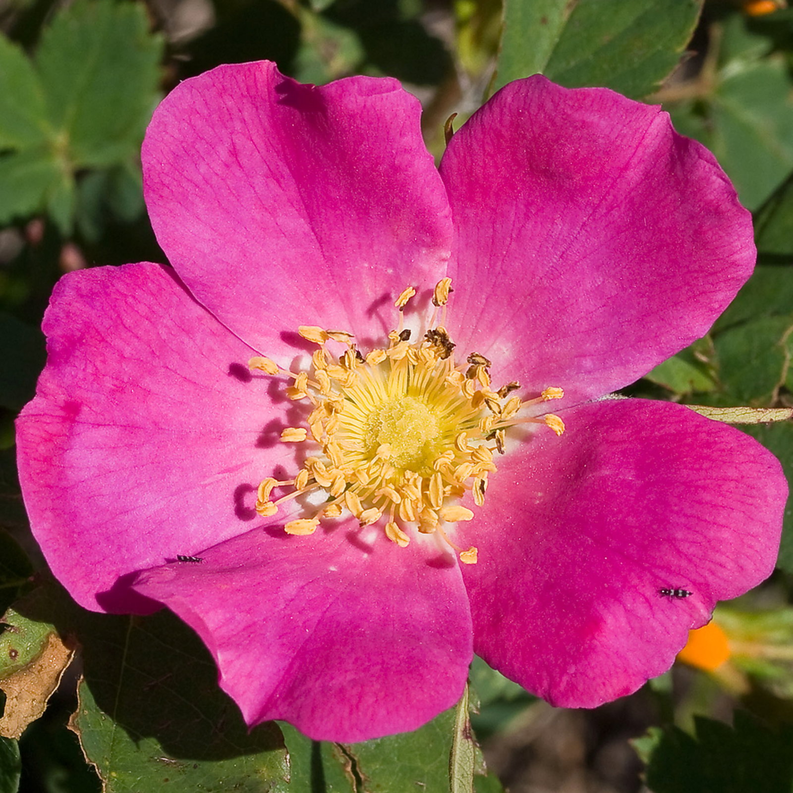 Rosa Woodsii