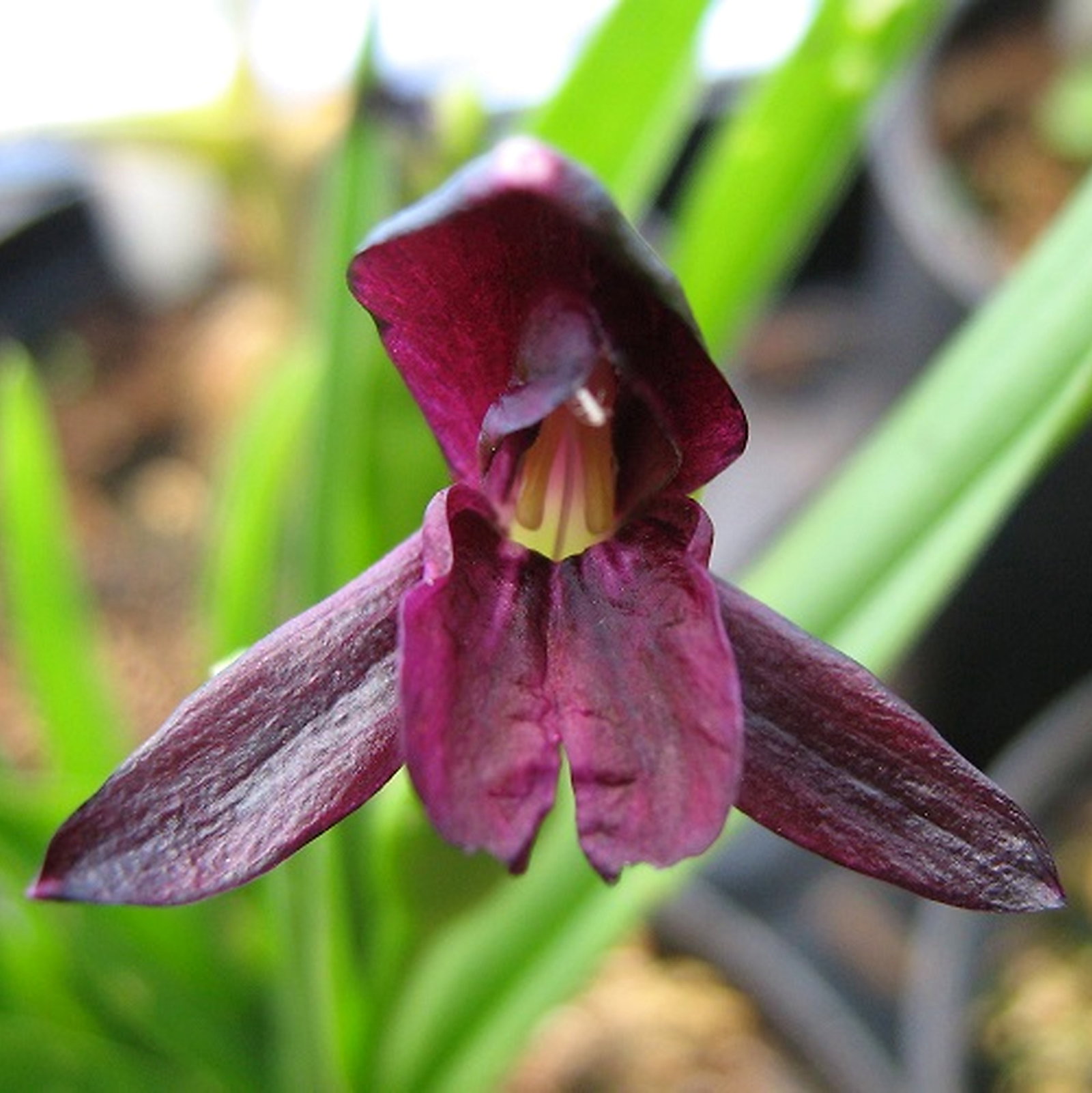 Roscoea Scillifolia F. Atropurpurea