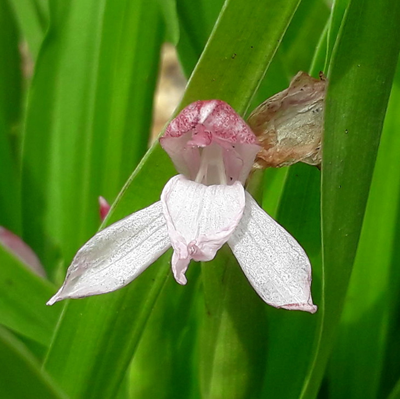 Roscoea Scillifolia