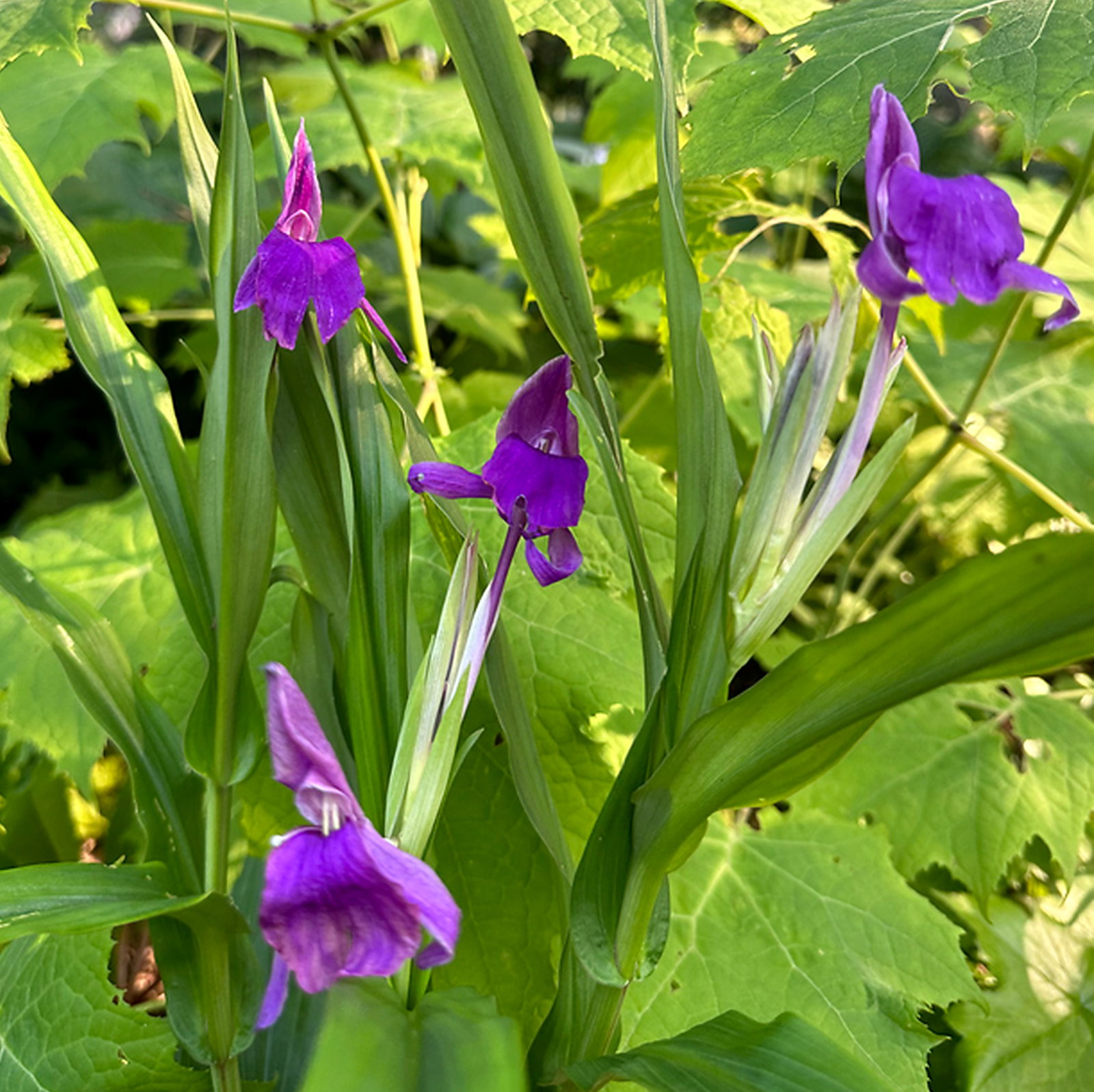 Roscoea Tibetica