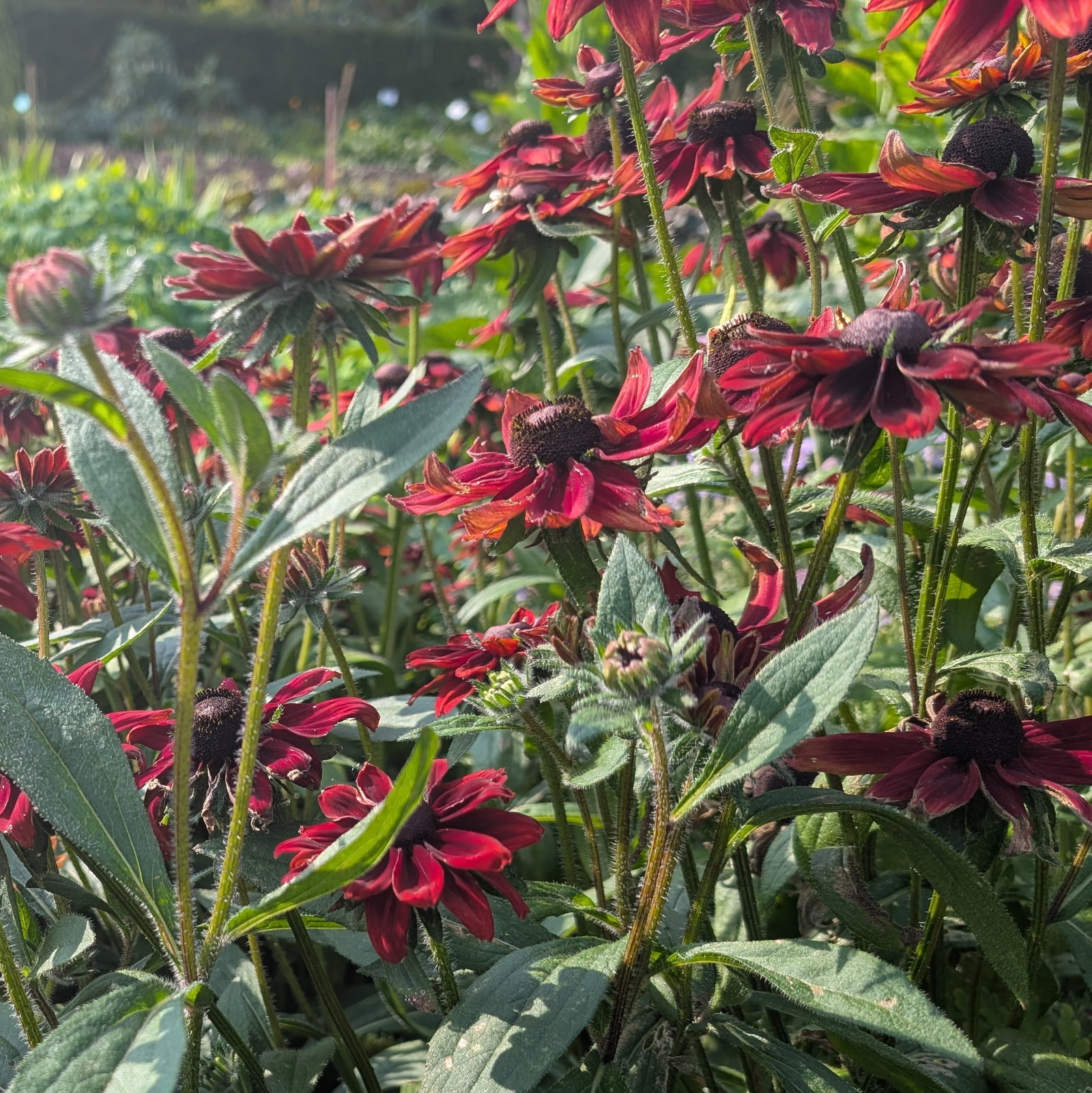 Rudbeckia Hirta 'Cherry Brandy'