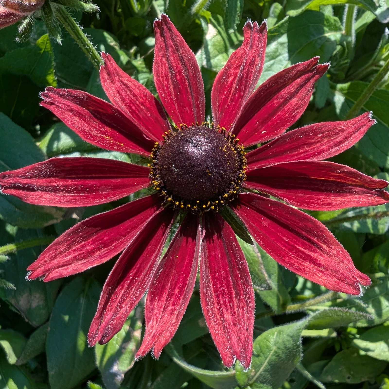 Rudbeckia Hirta 'Cherry Brandy'